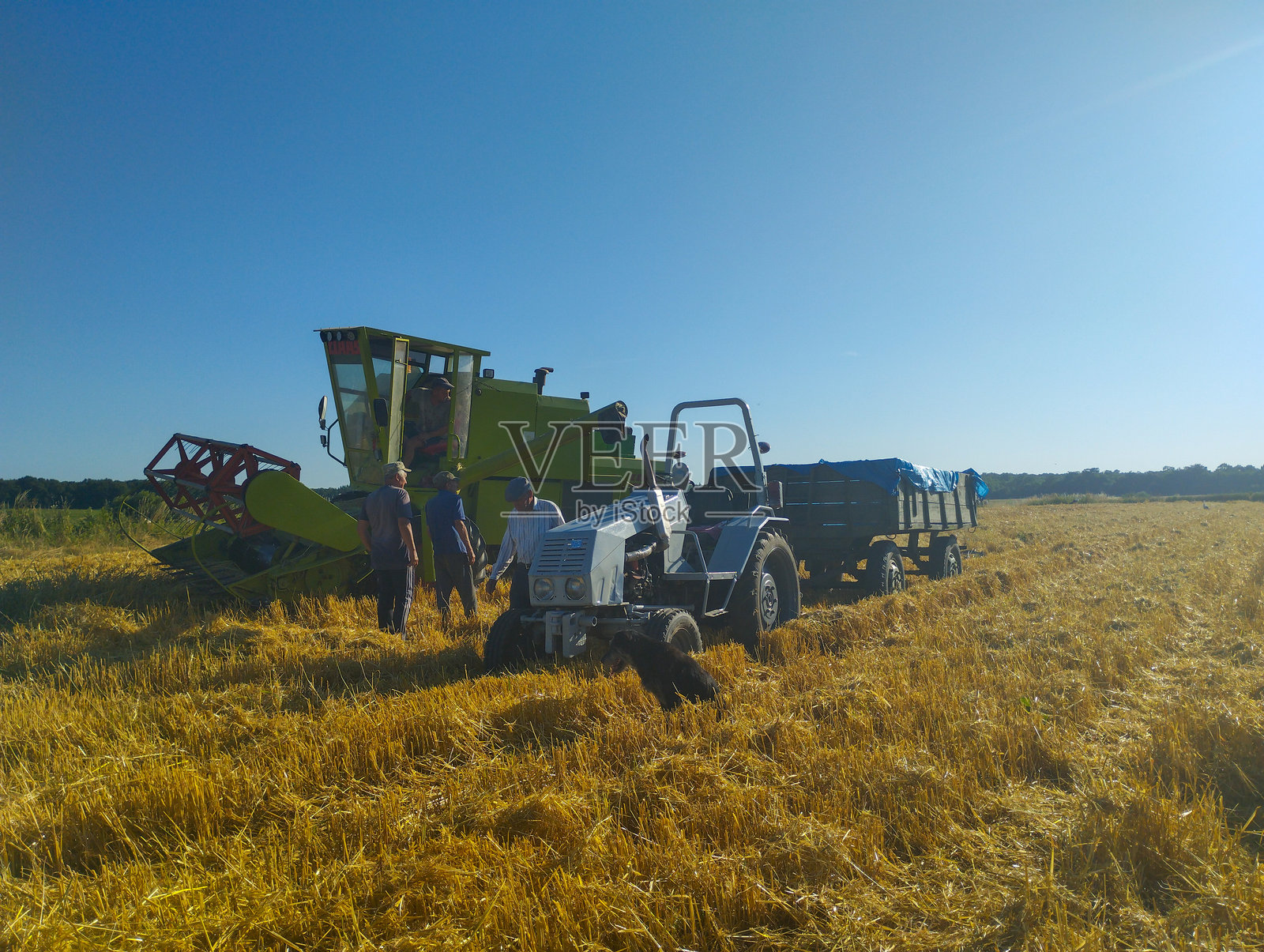 乌克兰利沃夫 - 2025年7月5日:一群农民站在无边的金色田野中,旁边是一台联合收割机和一辆拖车,天空湛蓝。照片摄影图片