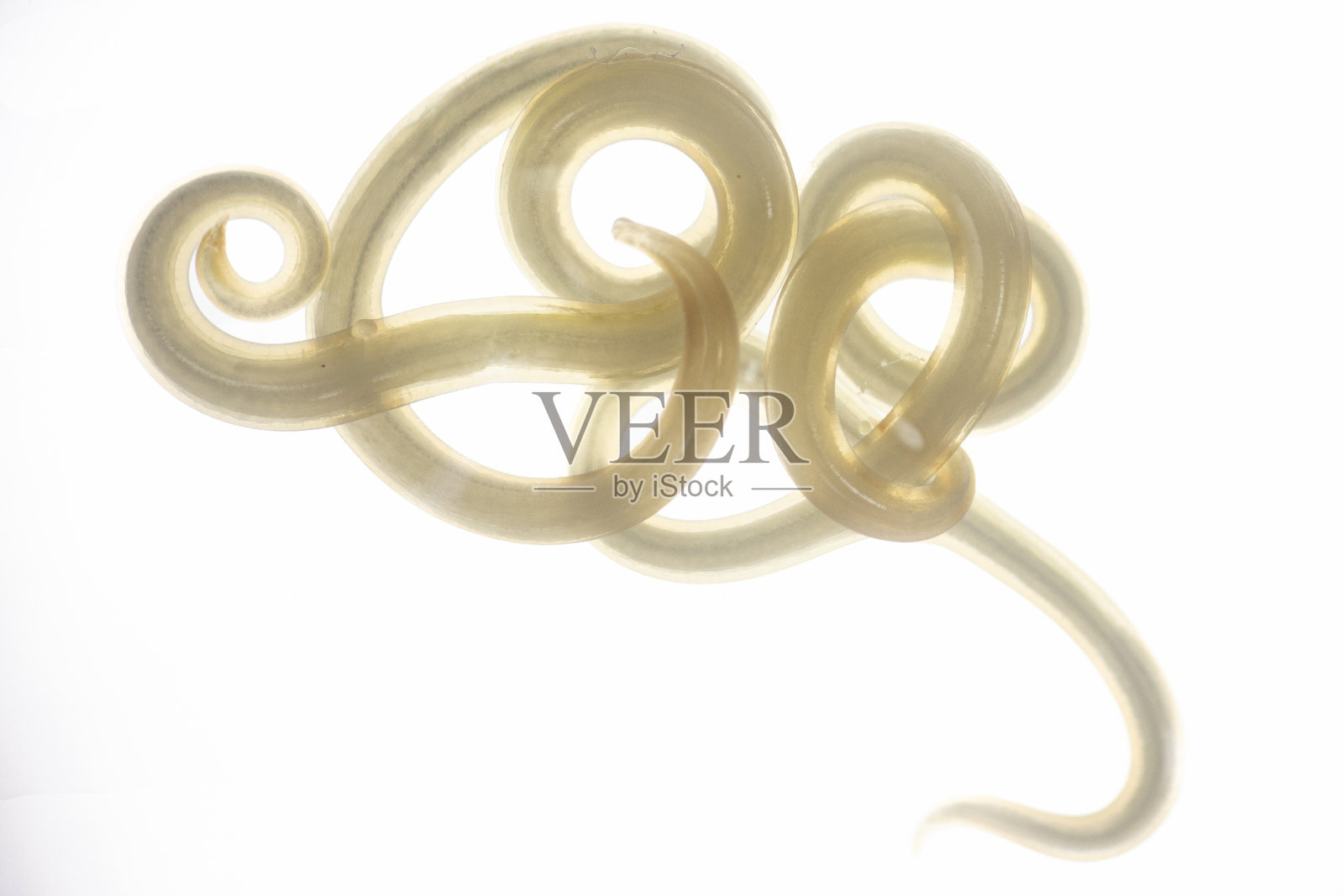 线虫（Nematoda），又称圆虫或鳗虫，属于线虫门。该门的物种栖息在广泛的环境中。可在淡水蟹中发现。照片摄影图片