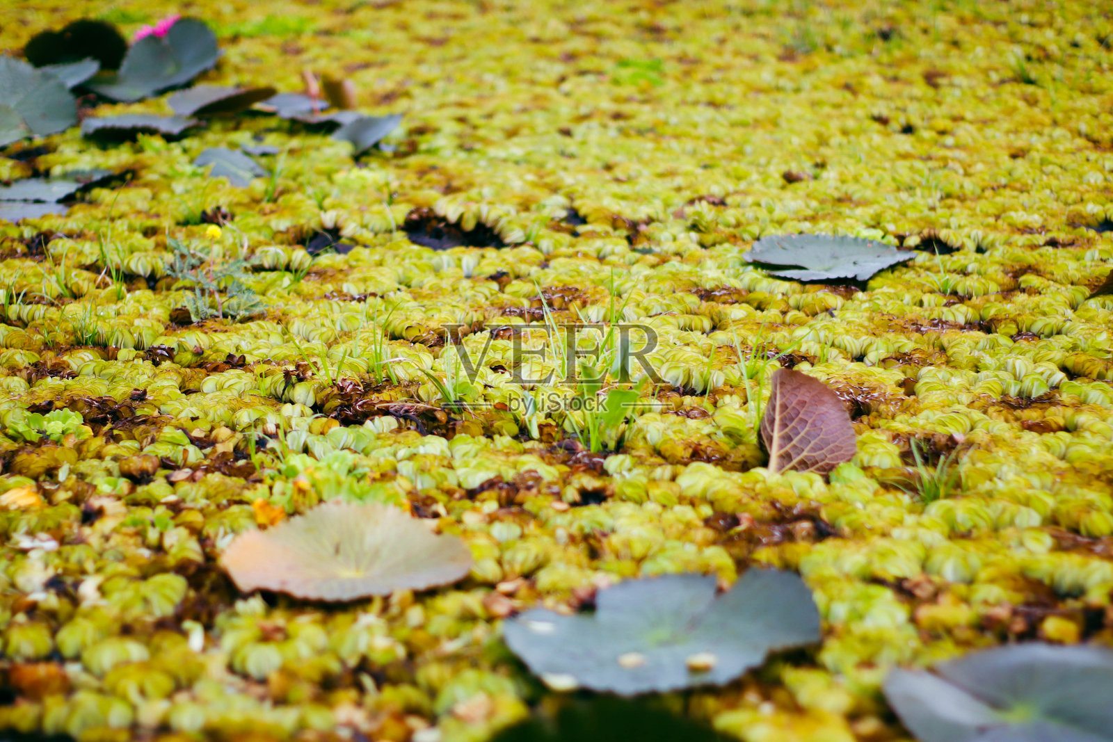 “观察塔 - 泰莱诺伊，帕塔卢нг，泰国”照片摄影图片