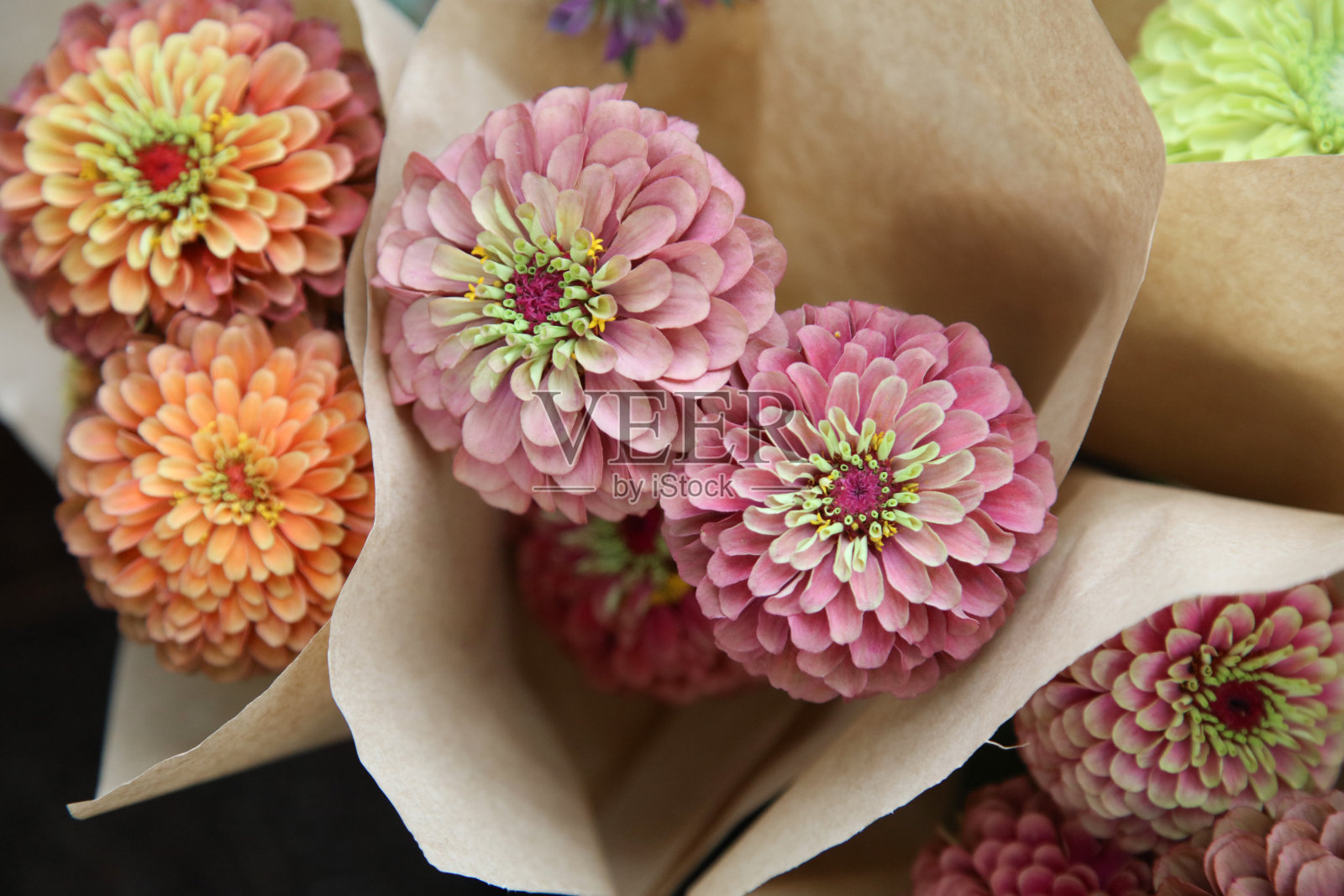 百日草花束照片摄影图片