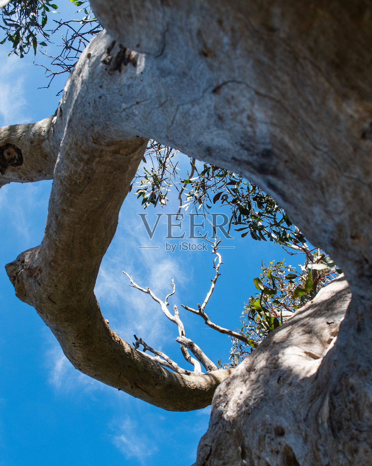 框架树木照片摄影图片