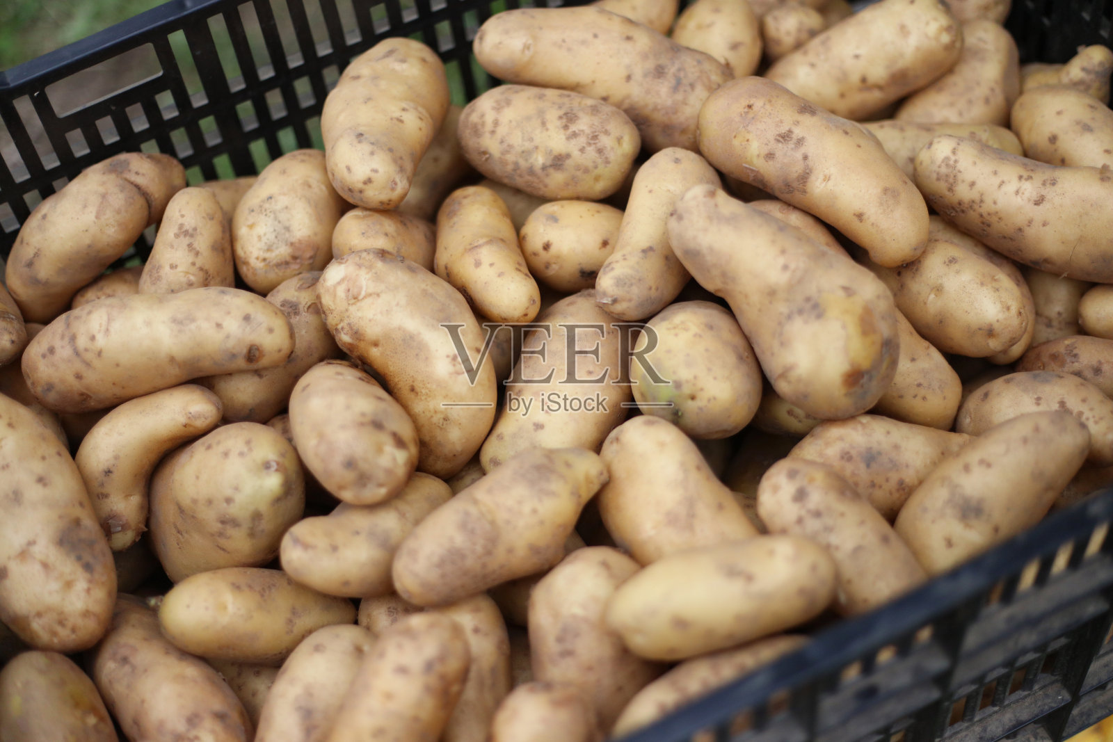 收获的土豆照片摄影图片