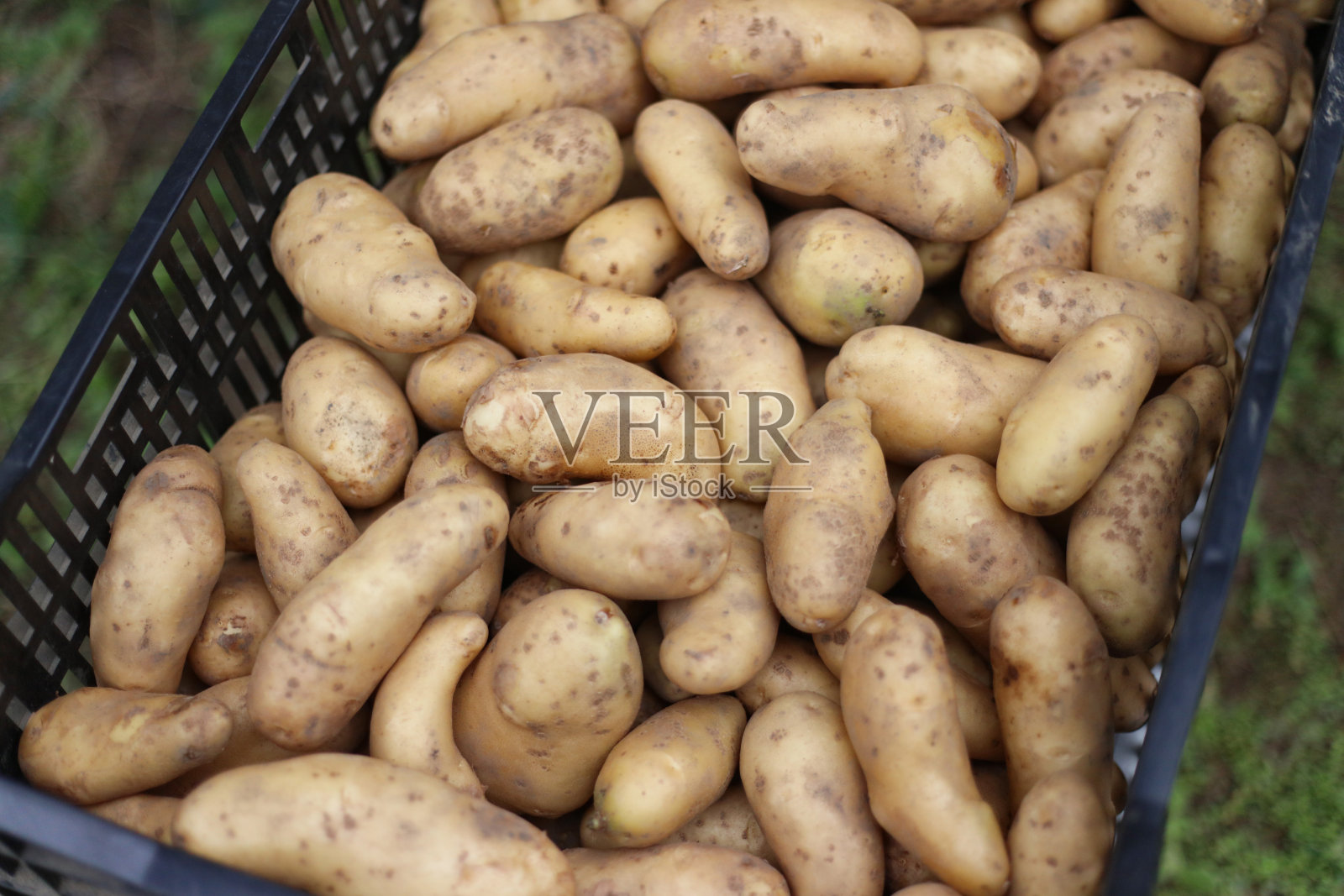 收获的土豆照片摄影图片