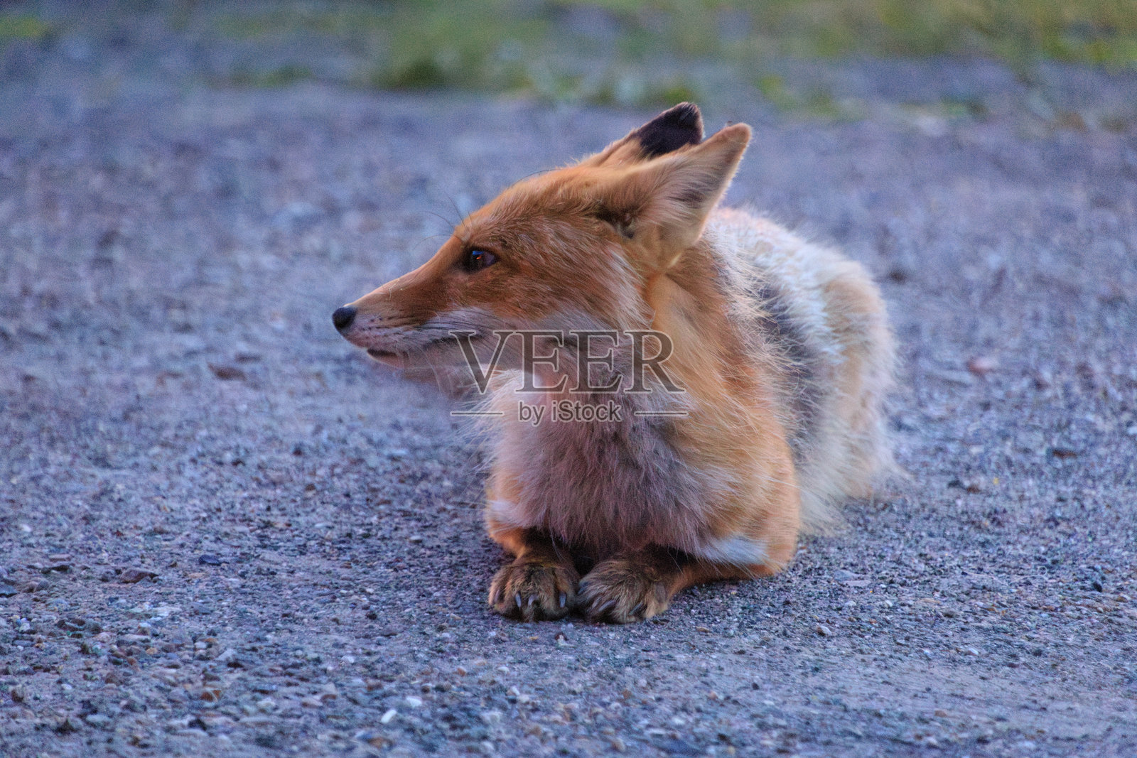 黄昏时分，红狐在日本北海道阿寒湖的碎石上休息照片摄影图片