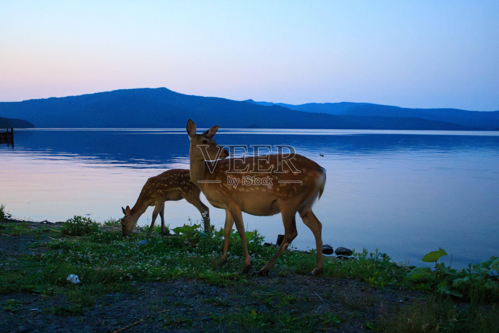 黄昏时分，北海道阿寒湖畔的梅花鹿在觅食照片摄影图片