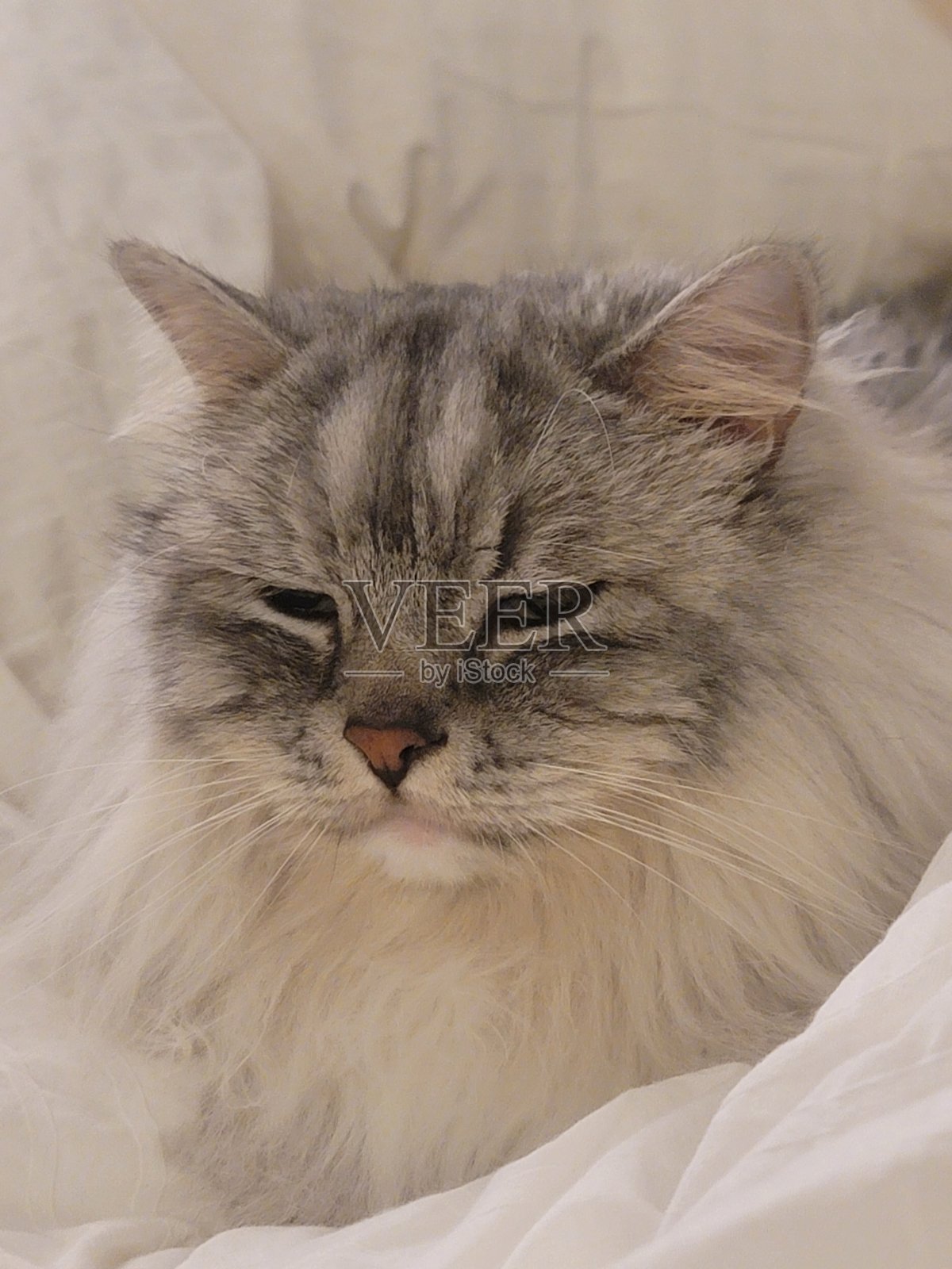 一只长毛灰白色的拉格玛芬猫坐在床上，快要入睡的特写镜头。照片摄影图片