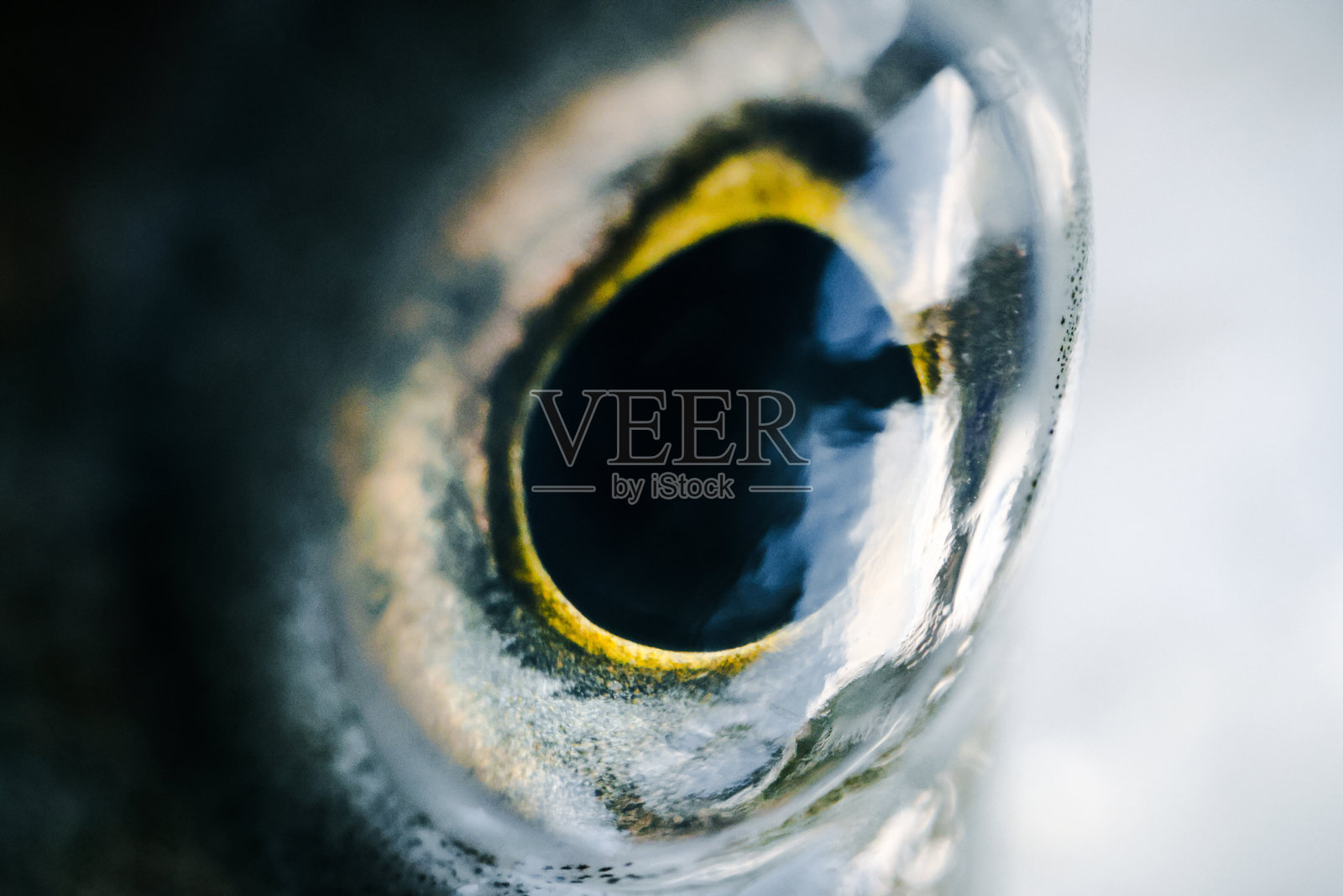 鱼，海鲈鱼，特写。眼睛，鱼眼效果。照片摄影图片