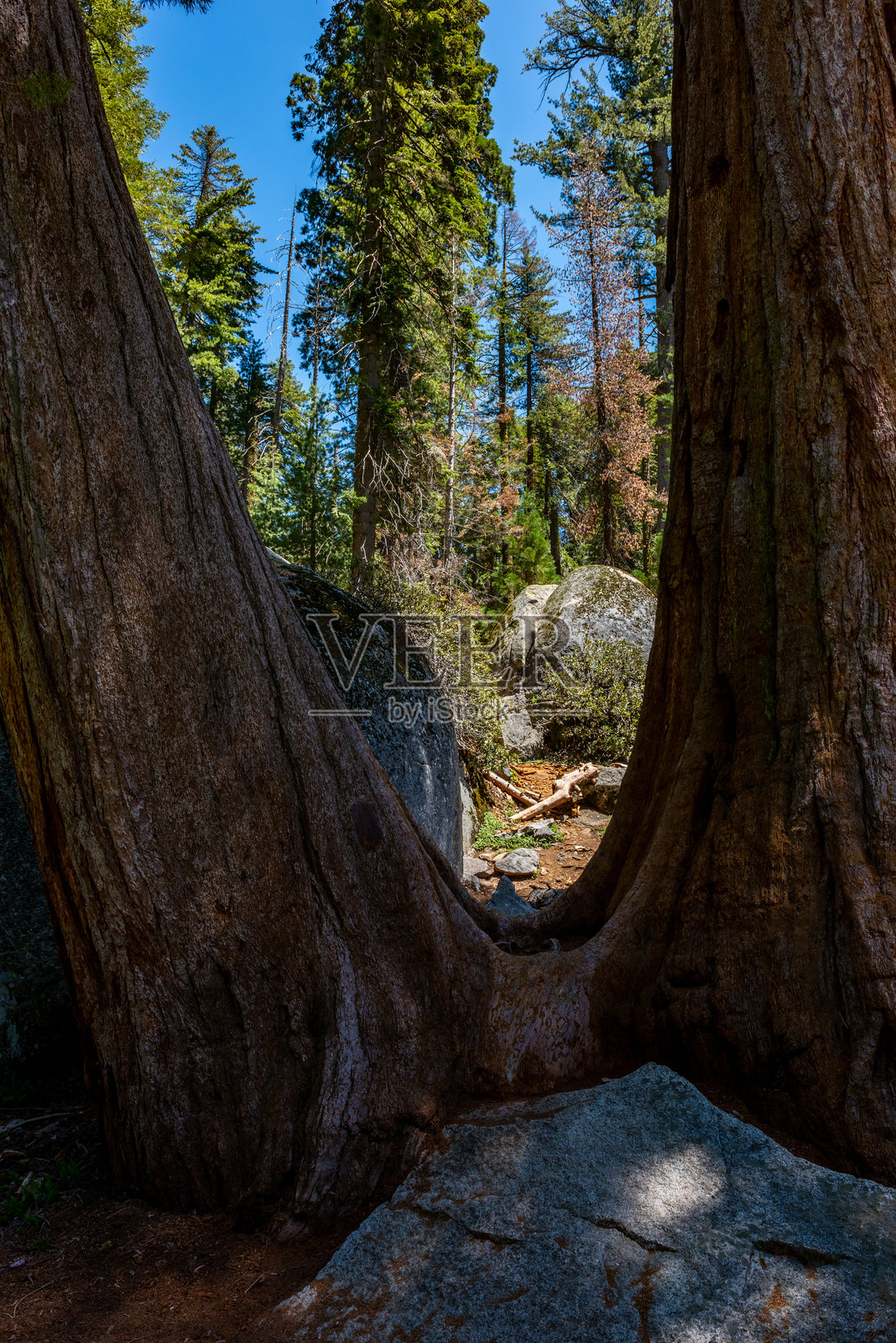 巨型红杉，加州美国红杉国家公园的景色照片摄影图片