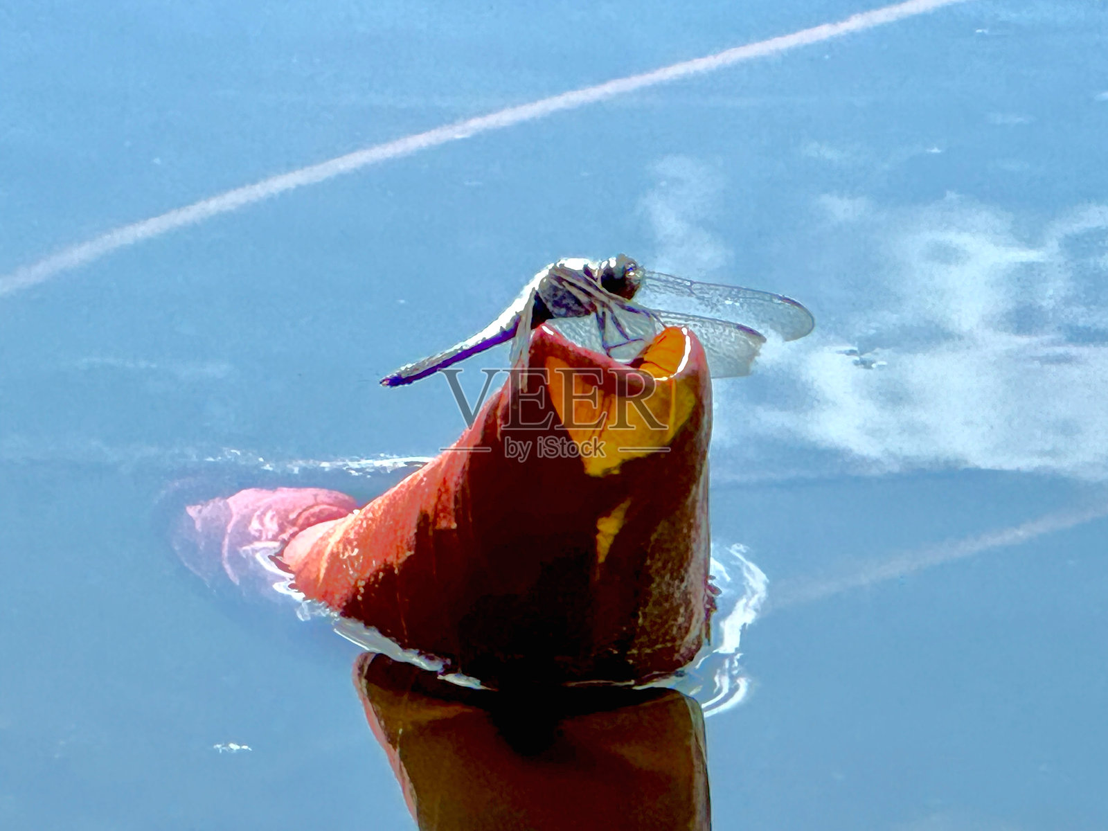 蓝色蜻蜓栖息在卷曲的睡莲叶上照片摄影图片