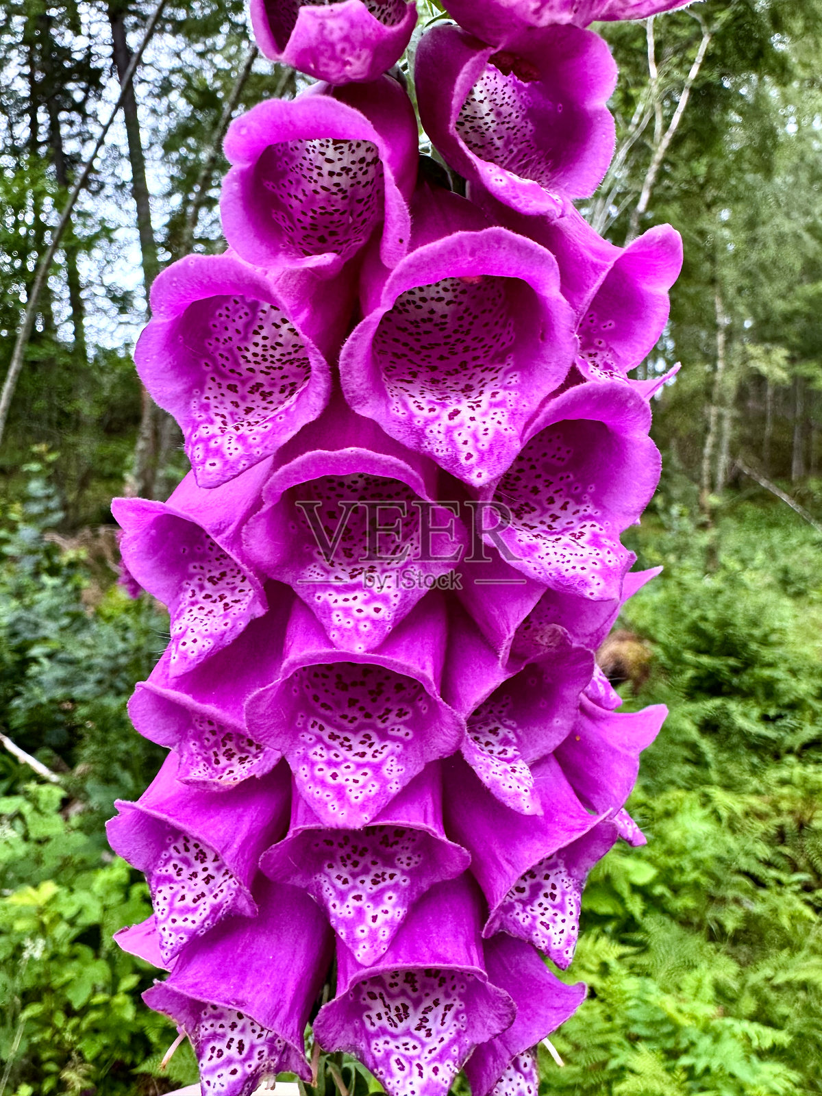 紫色毛地黄盛开的花朵细节照片摄影图片