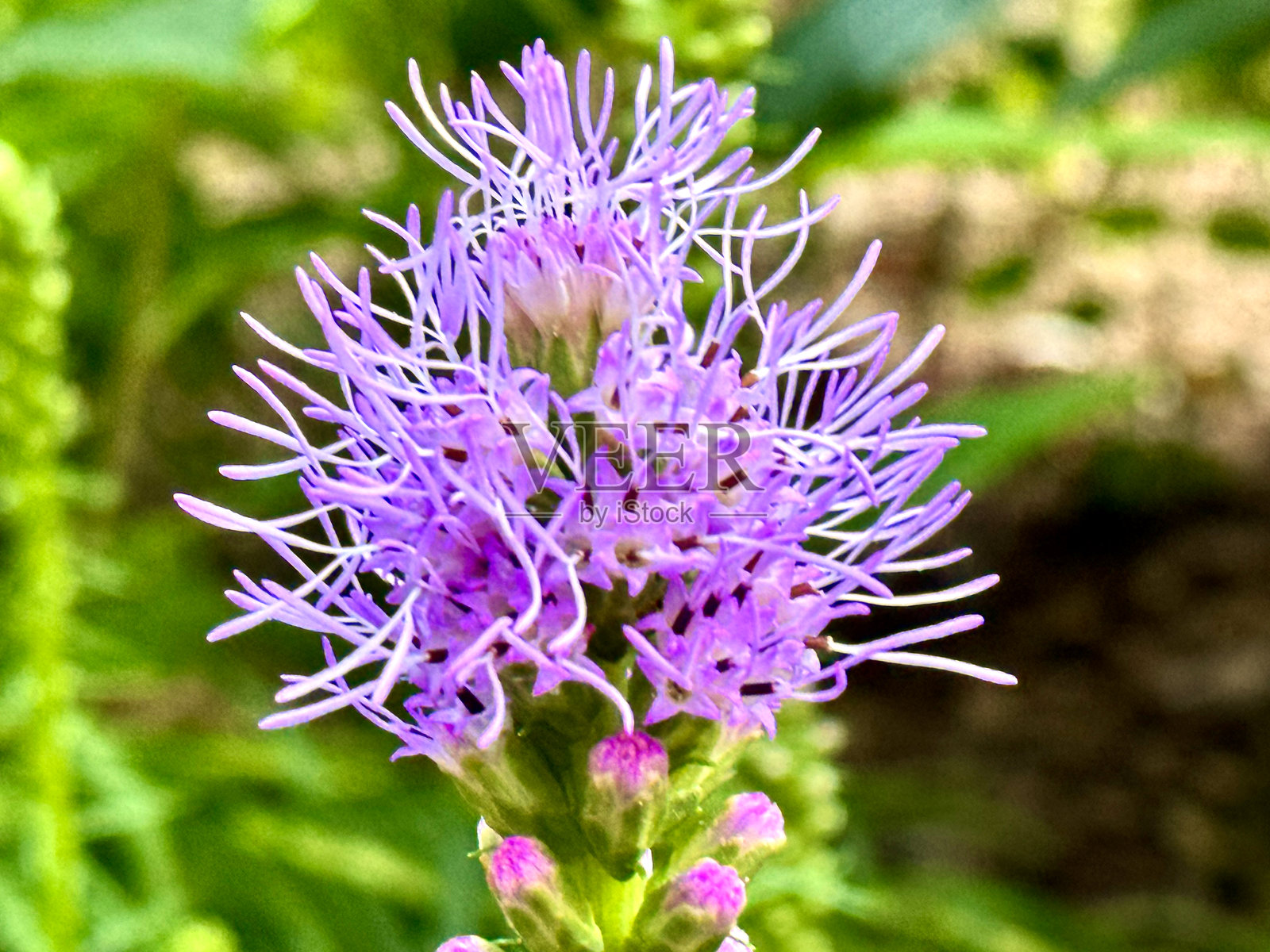 紫色蓟花盛开照片摄影图片