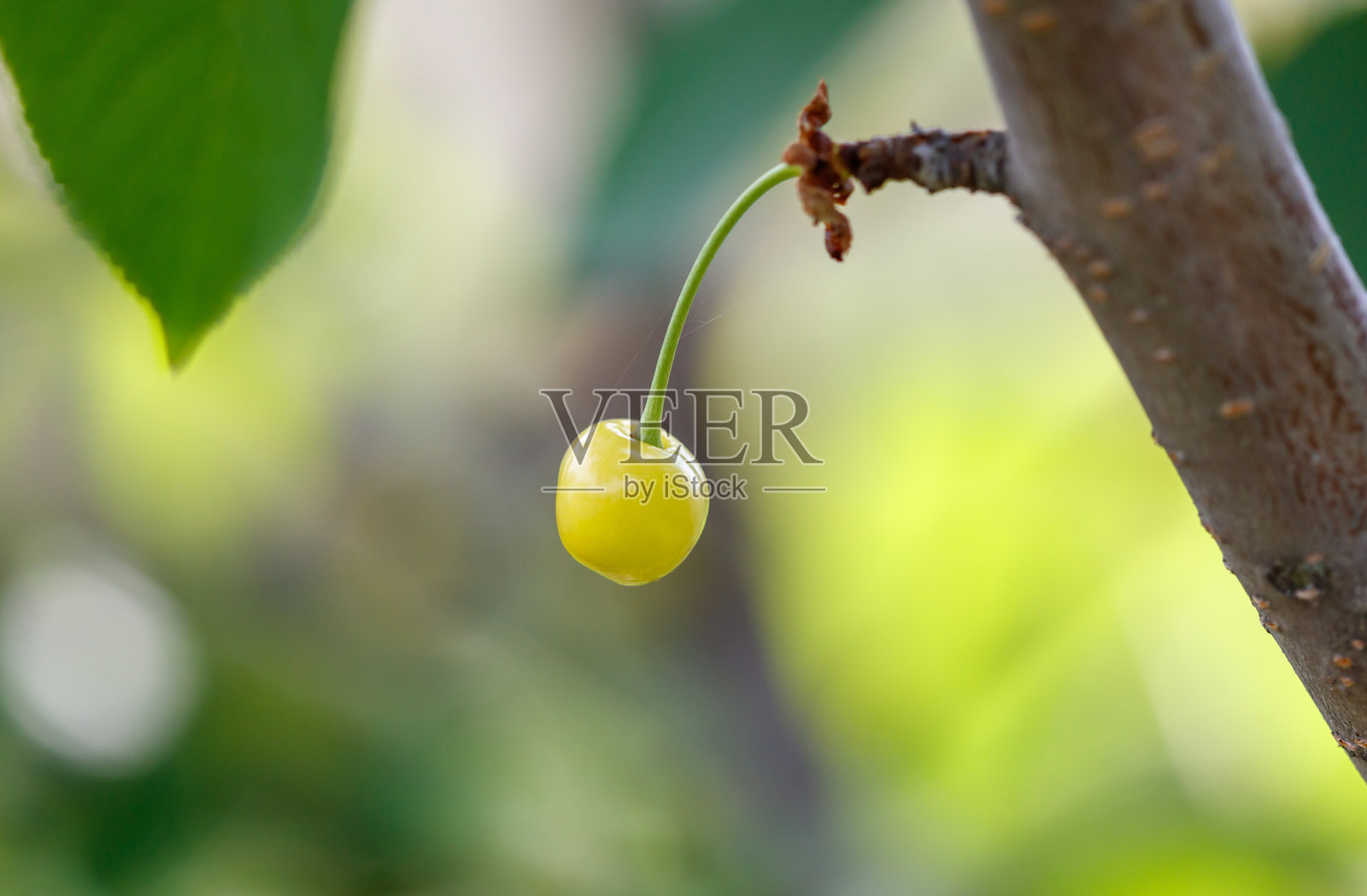 一颗樱桃挂在树枝上照片摄影图片