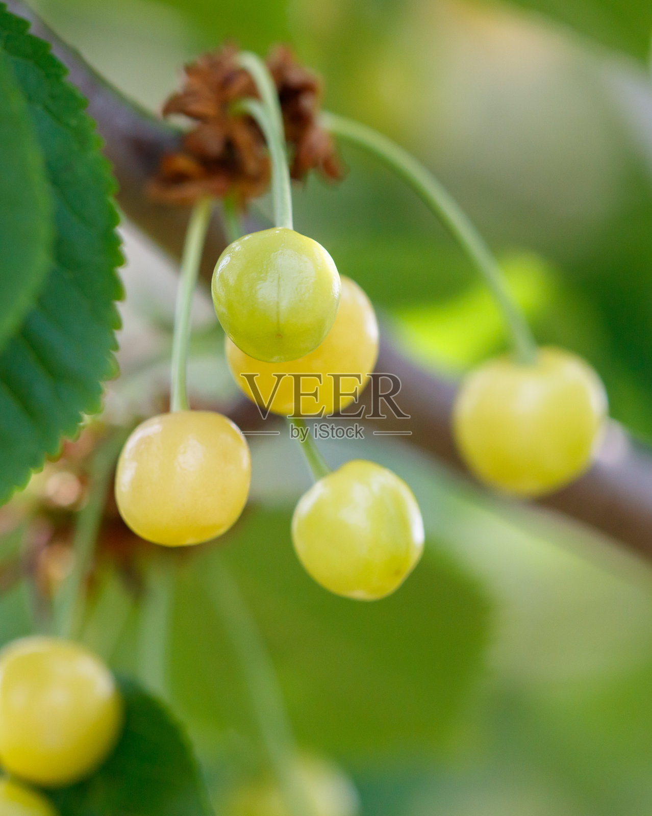 一串绿色樱桃挂在树上照片摄影图片