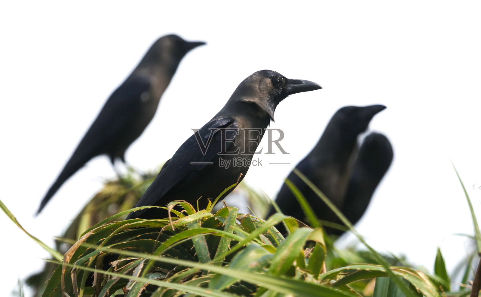 三只黑鸟栖息在灌木丛上照片摄影图片