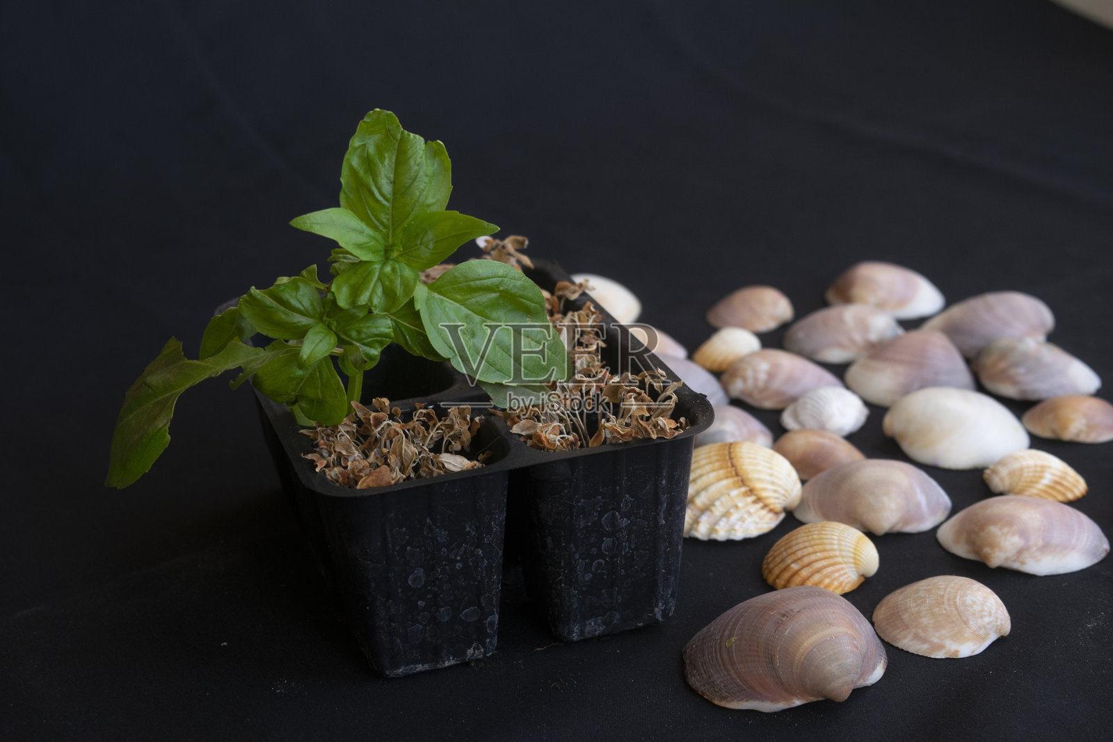 绿色罗勒和干燥植物与海贝壳，气候与环境对比照片摄影图片