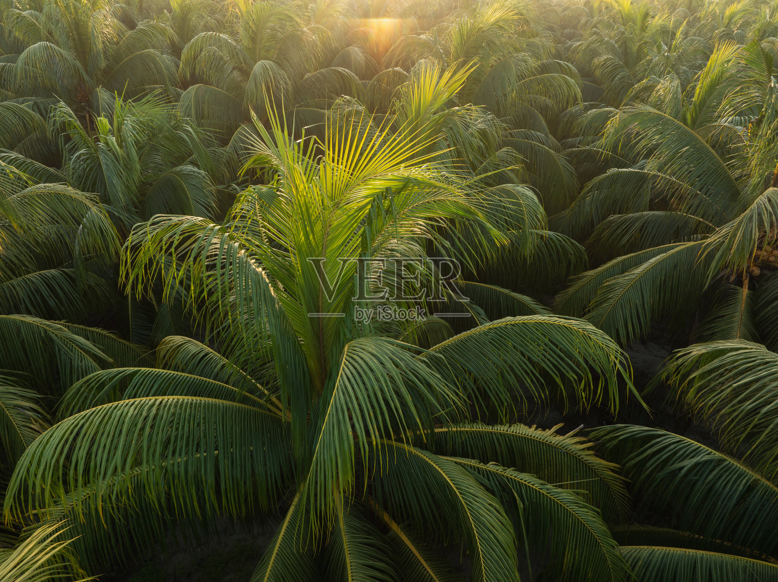 日出时分的椰子树与果实的鸟瞰图照片摄影图片