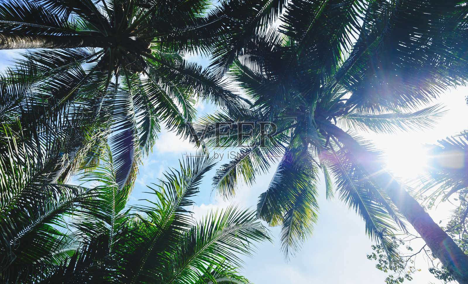 蓝天下的椰子树照片摄影图片