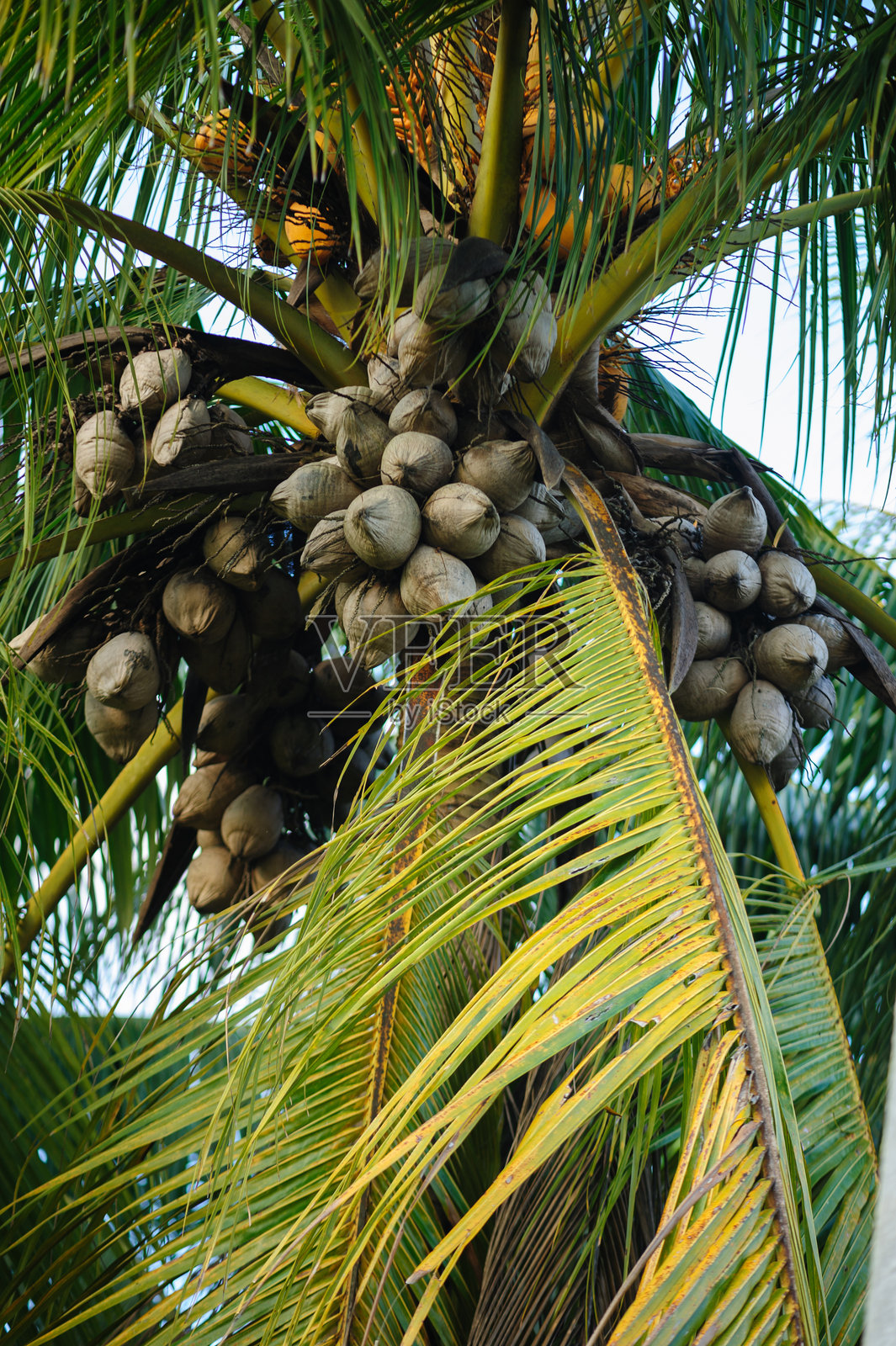 树上的干椰子果照片摄影图片