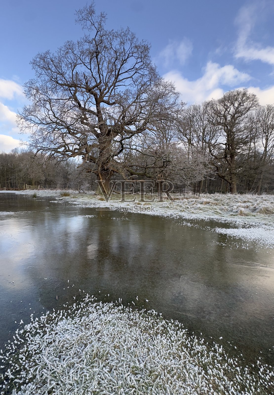 英格兰乡村的冰冻水面和树木照片摄影图片