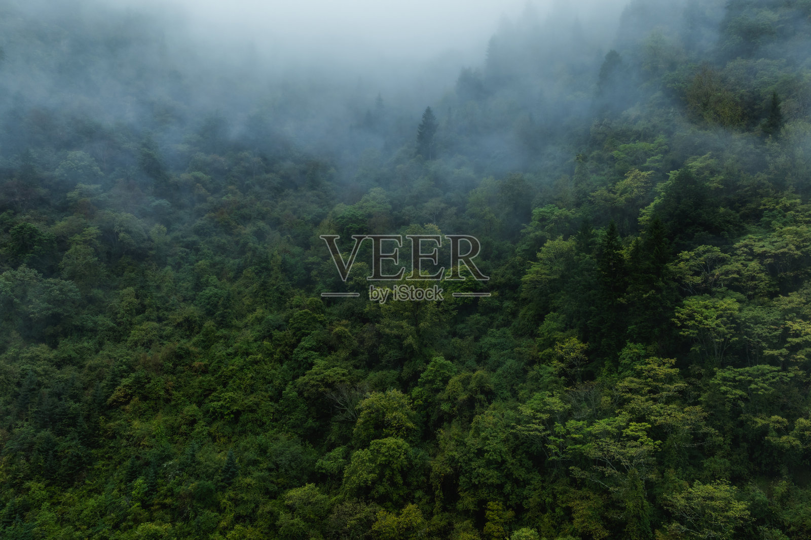 日出时美丽秋季森林景观的鸟瞰图照片摄影图片