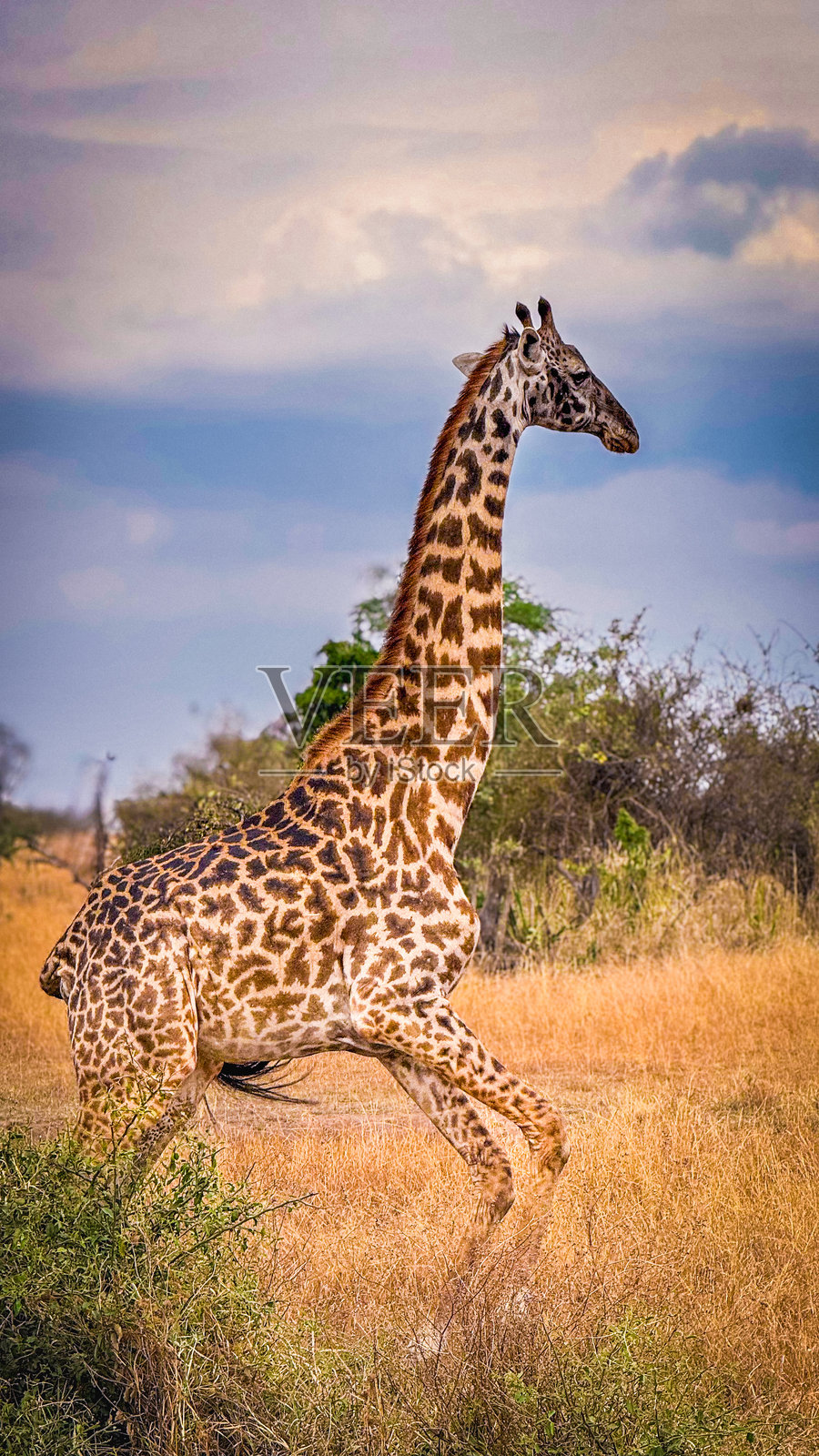 长颈鹿照片摄影图片