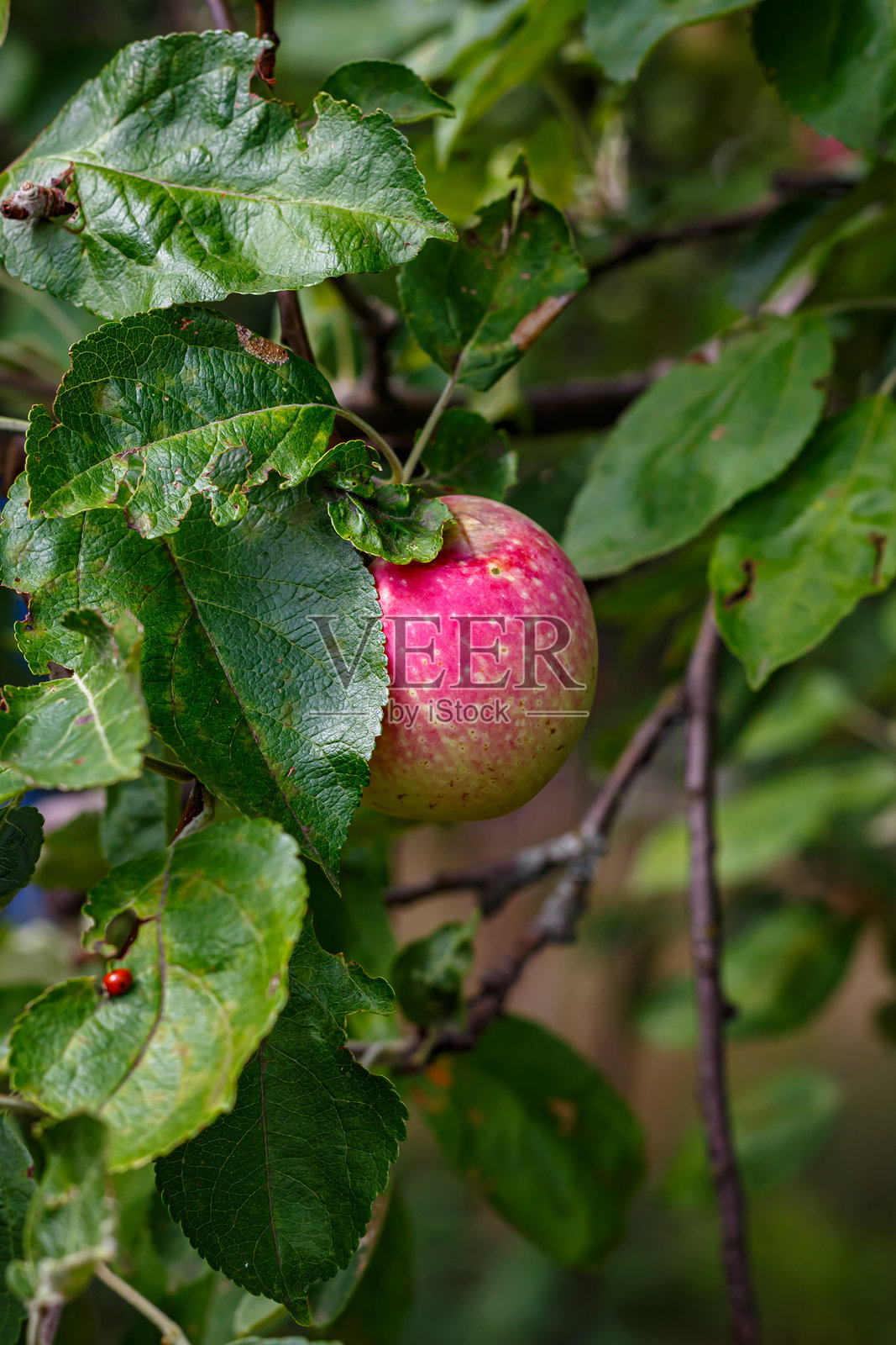 果园中树枝上的苹果——夏末绿叶间的水果特写照片摄影图片