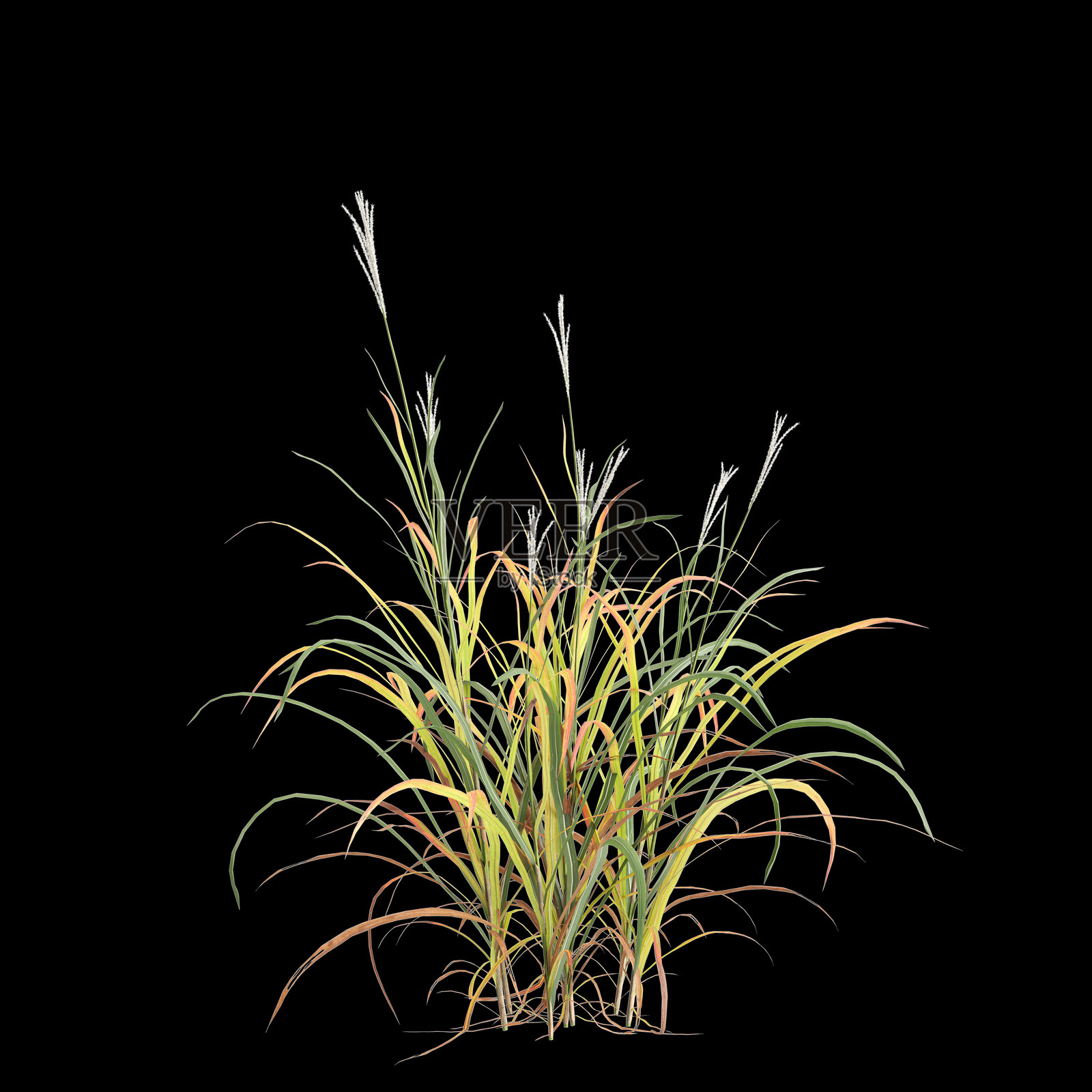 黑色背景上孤立的紫穗禾（Miscanthus purpurascens）3D插图照片摄影图片