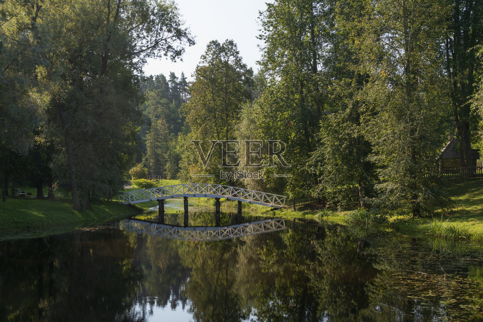 在俄罗斯普斯科夫地区普希金博物馆保护区的普希金山庄，密密的柳树下，一座拱形桥横跨池塘。照片摄影图片