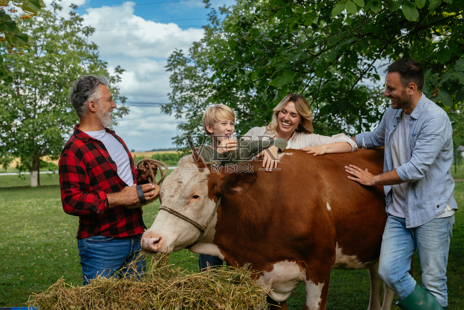 一家人在绿色田野中与一头牛共度时光照片摄影图片