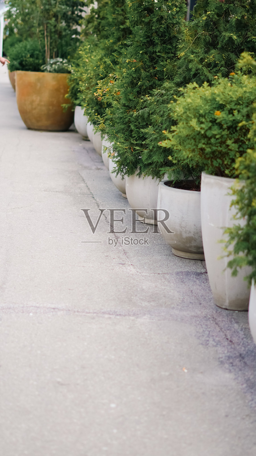 新鲜的绿色云杉树盆栽，适合家居装饰和节日设计照片摄影图片