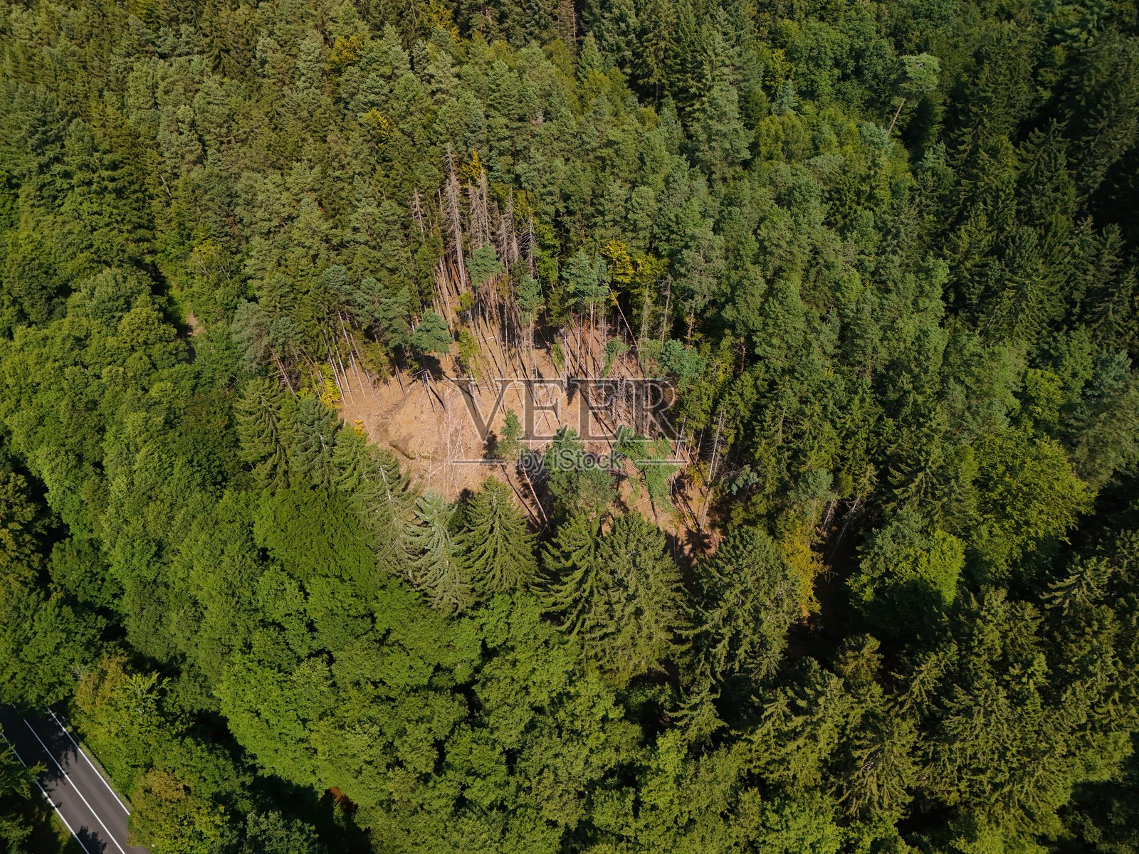 密林中风倒和森林衰退的鸟瞰图照片摄影图片