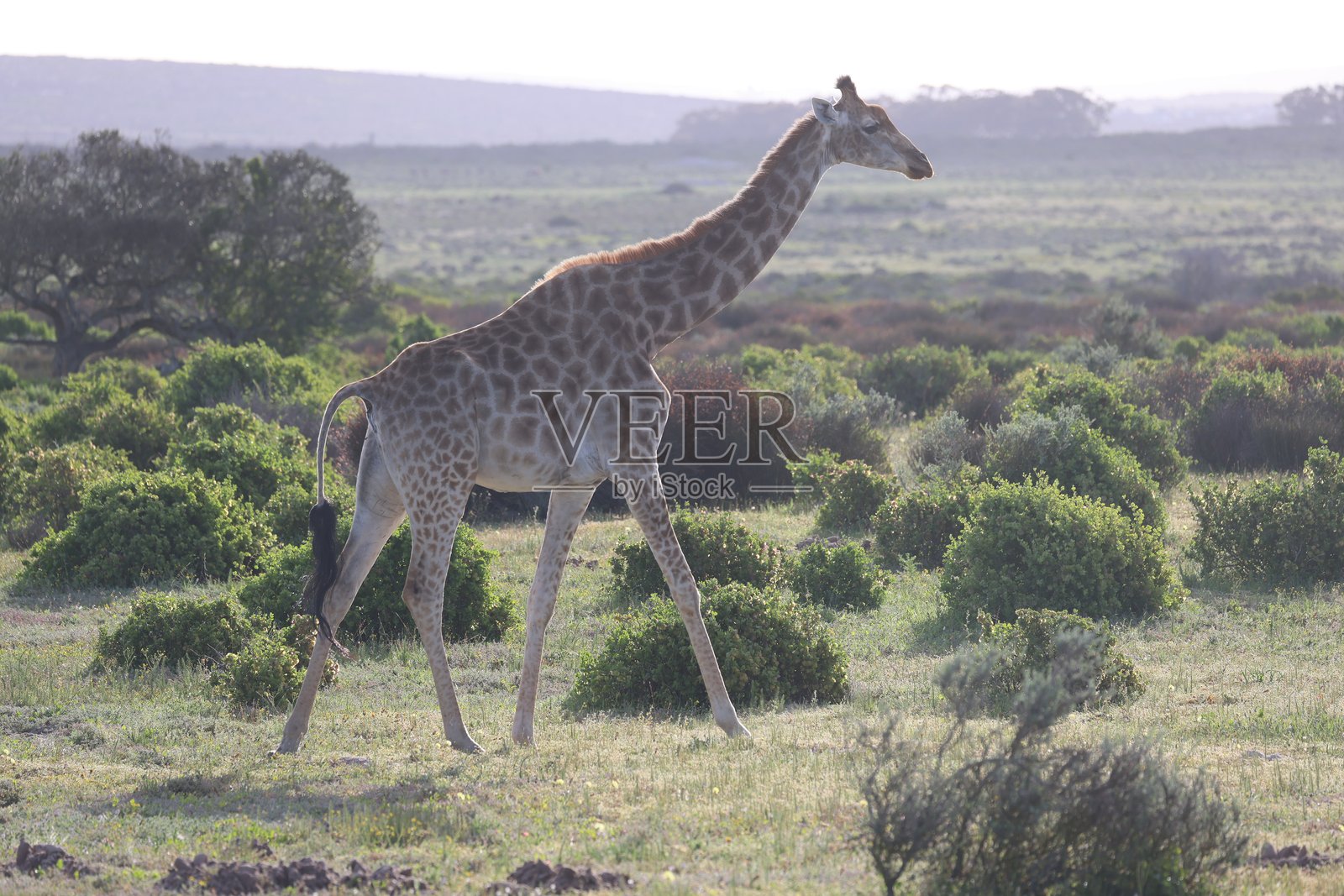 一只长颈鹿照片摄影图片