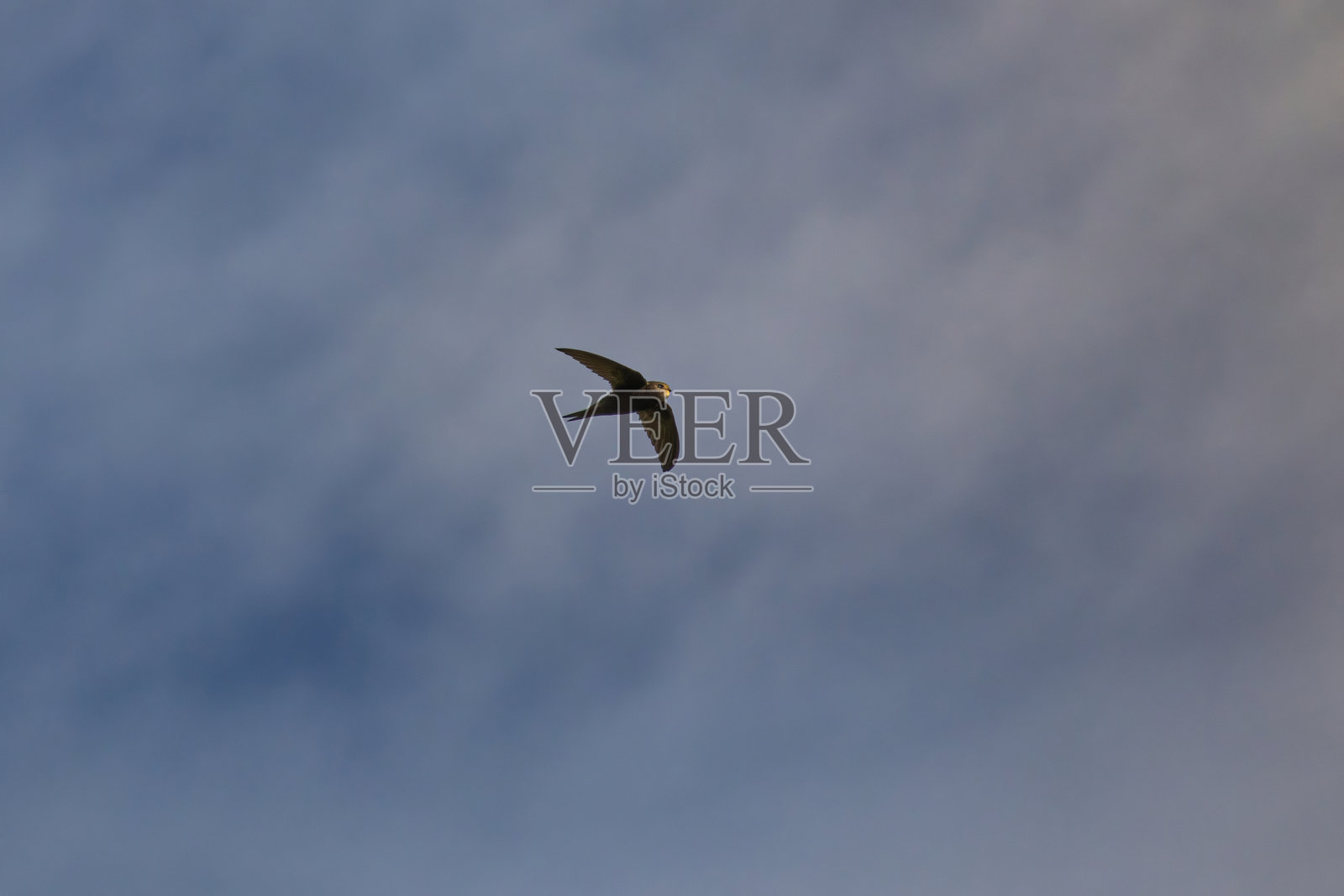 普通雨燕，Apus apus。照片摄影图片