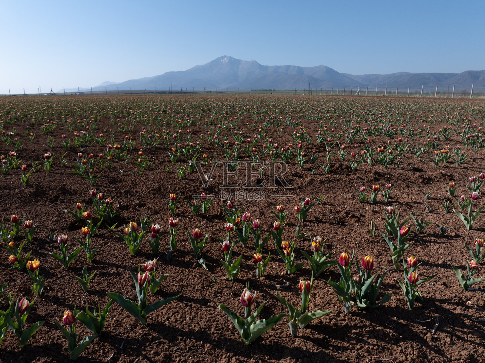 郁金香花园，公园、街道和自然中充满了早春盛开的郁金香花。郁金香球茎被种植用于销售，产生黄色、红色和多彩的花朵。园林绿化和装饰性园艺工作。照片摄影图片