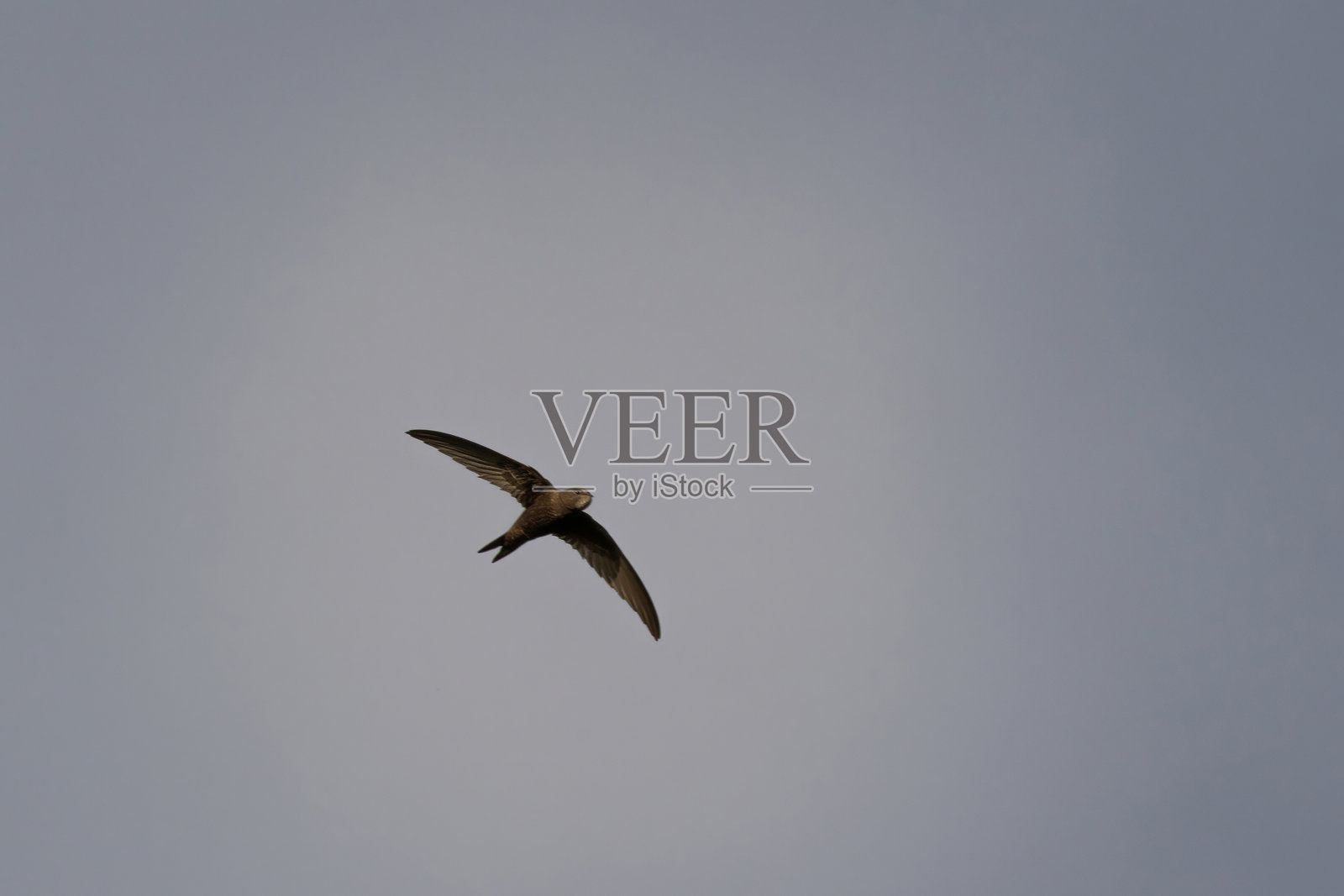 普通雨燕，Apus apus。照片摄影图片