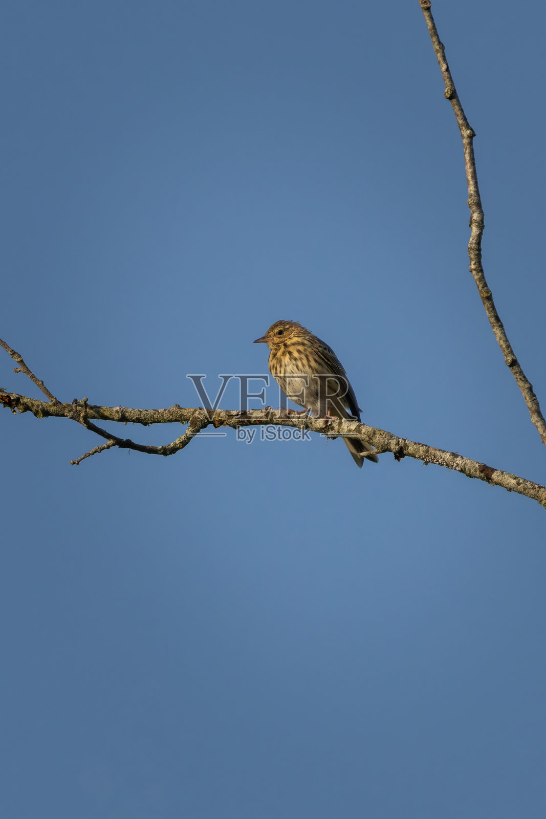 树上的树鹨栖息在树枝上照片摄影图片