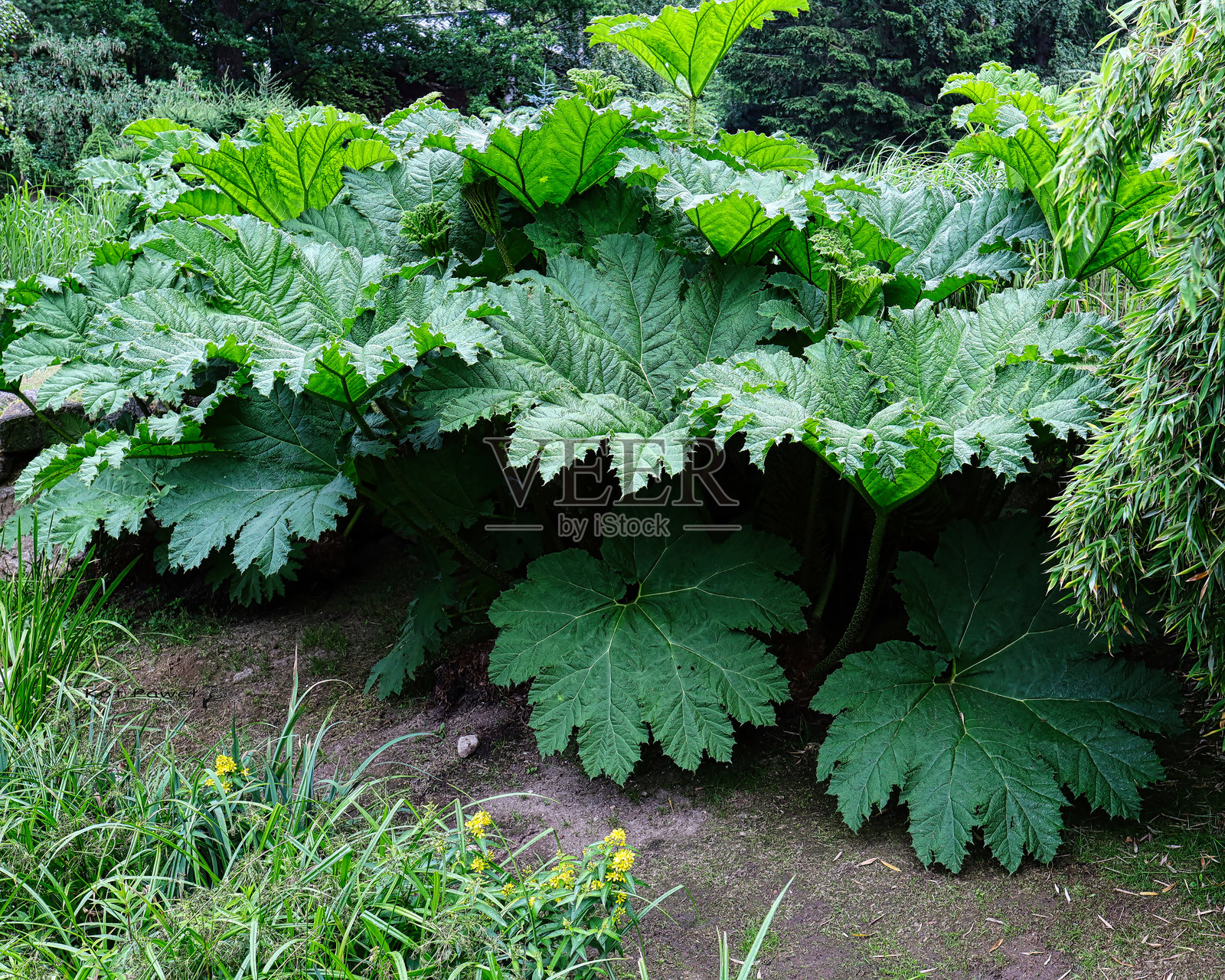 一株巨大的绿色植物，拥有伞状叶片，生长在雨林中。照片摄影图片