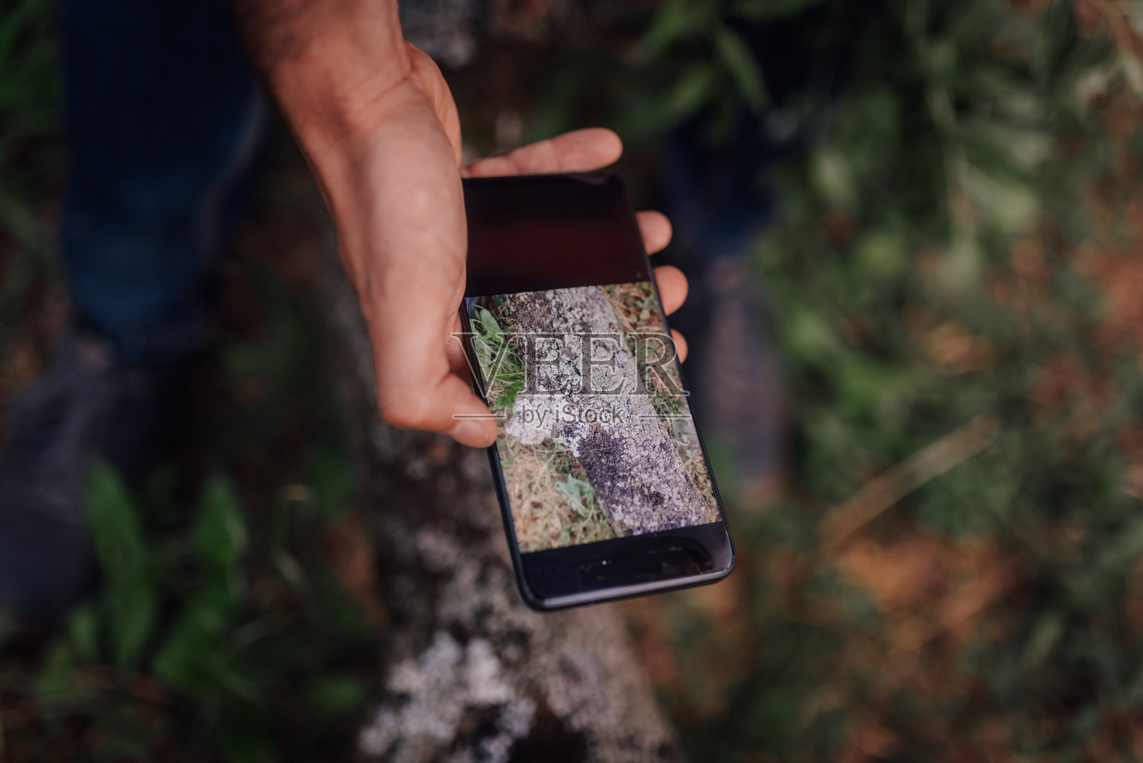 生物学家在森林中用智能手机拍摄地衣照片摄影图片