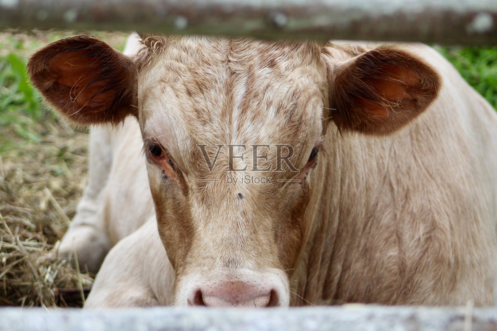 牛照片摄影图片