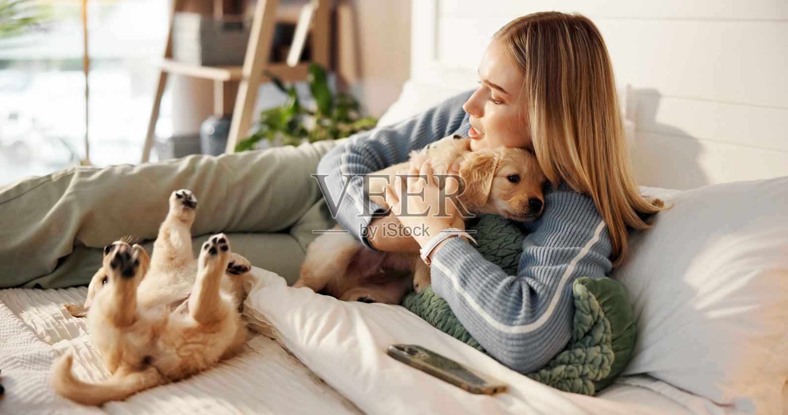 床上，女人与小狗们相拥，营造亲密的关系和友谊。快乐的宠物主人与金毛猎犬在卧室里玩耍、依偎和关爱。照片摄影图片