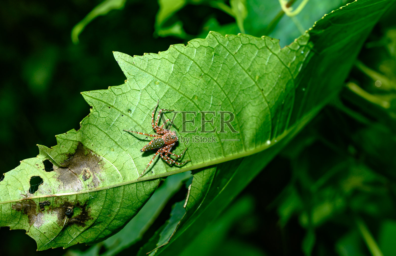 Hamadruas是一个属于Oxyopidae科的山猫蜘蛛属，分布在印度-马来地区。这些蜘蛛不织网，而是静止在植物上，伺机捕捉猎物。照片摄影图片