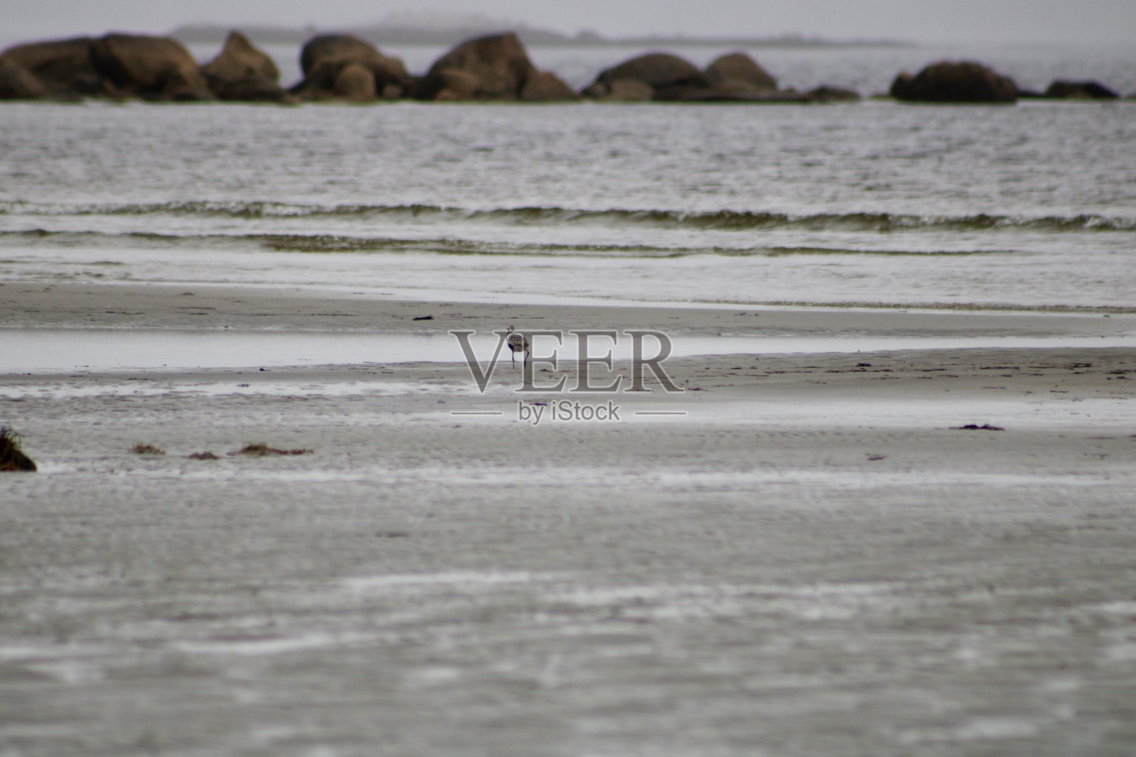 黑腹滨鹬照片摄影图片