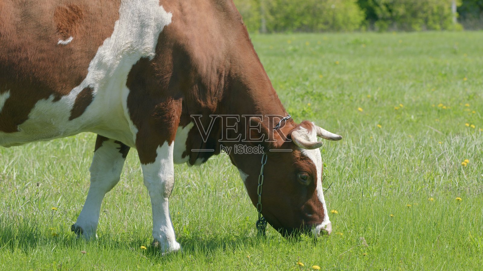 一头牛在阳光明媚、宁静的牧场上悠闲地吃草，四周是生机勃勃的绿色草坪。照片摄影图片