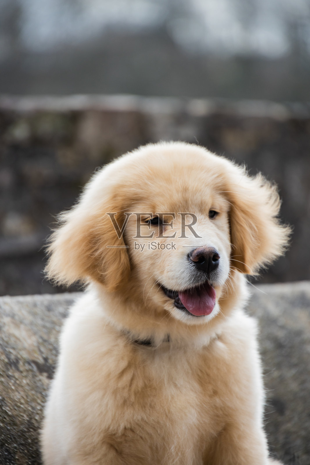 金毛猎犬小狗的肖像照片摄影图片
