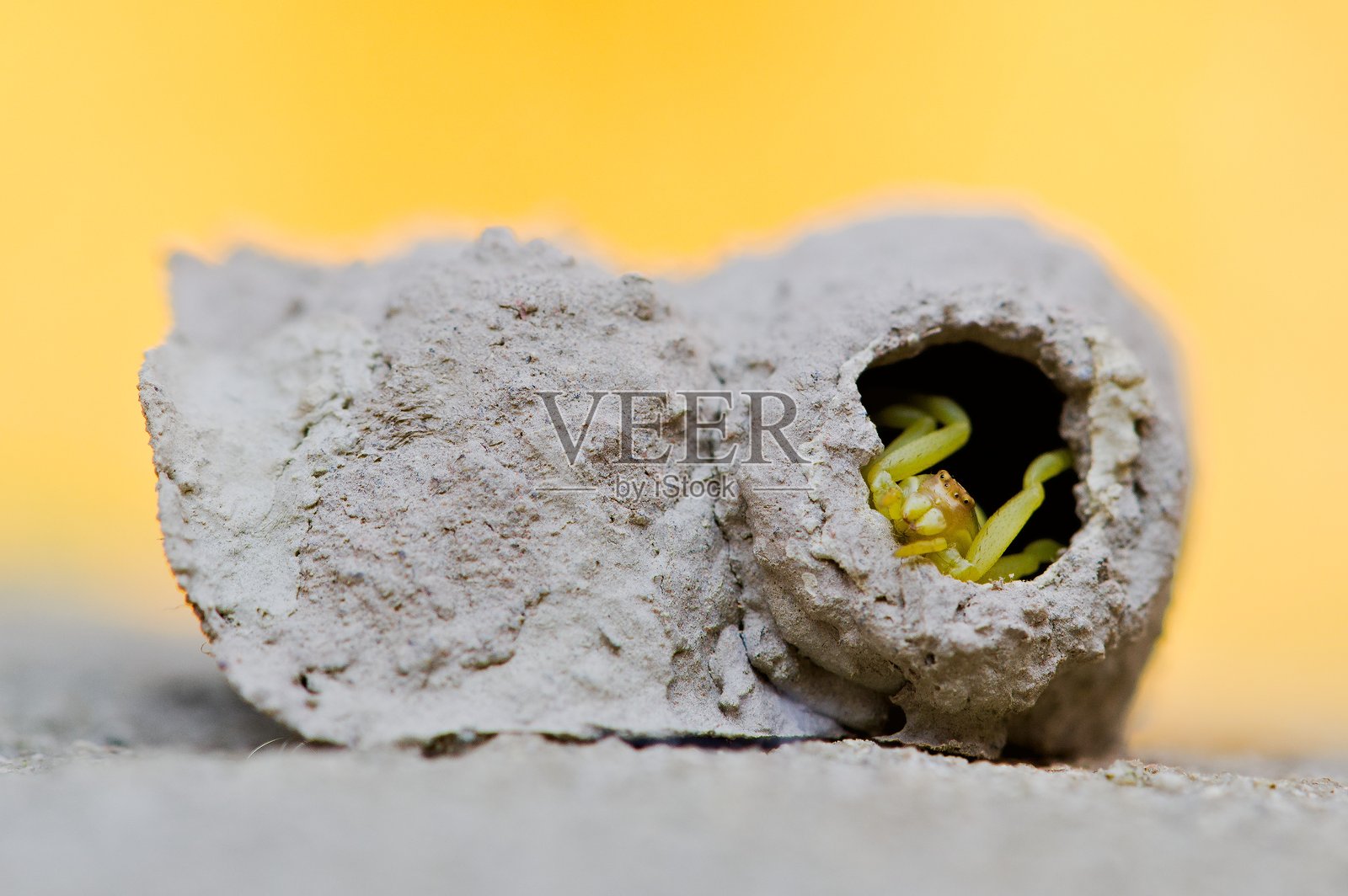 泥蜂的泥土巢室内有一只瘫痪的蜘蛛（花蟹蛛）和蛹 – 在捷克共和国的入侵昆虫（弯腹泥蜂）。照片摄影图片