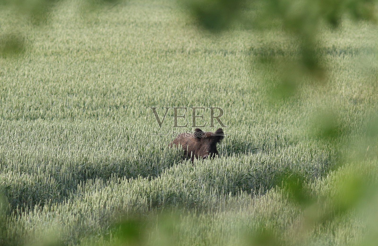 野猪照片摄影图片