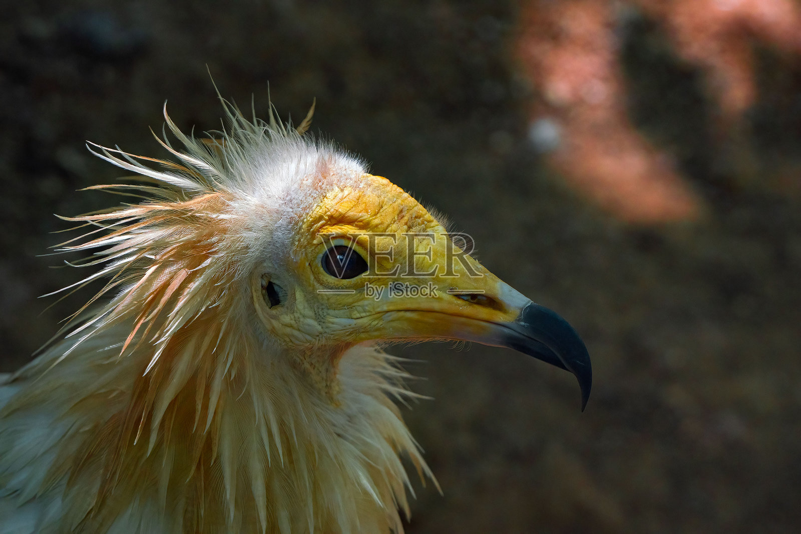 埃及秃鹫特写肖像照片摄影图片
