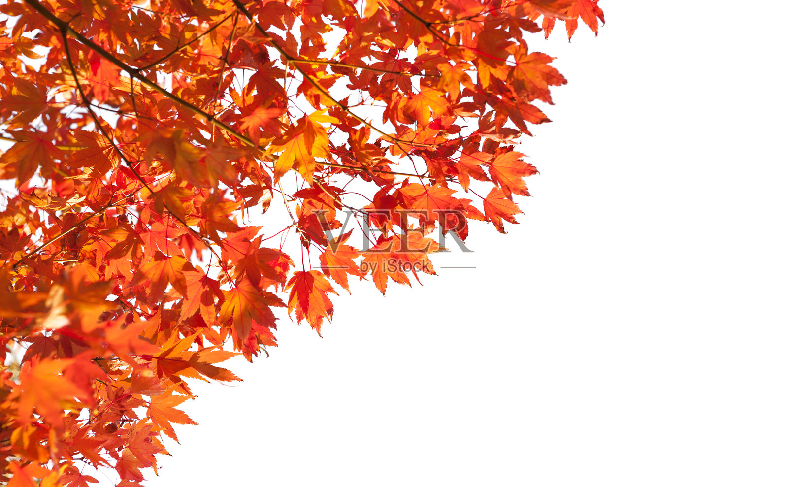 带有五彩斑斓秋叶的树枝，孤立在白色背景上。日本枫树（Acer palmatum）。选择性对焦。照片摄影图片