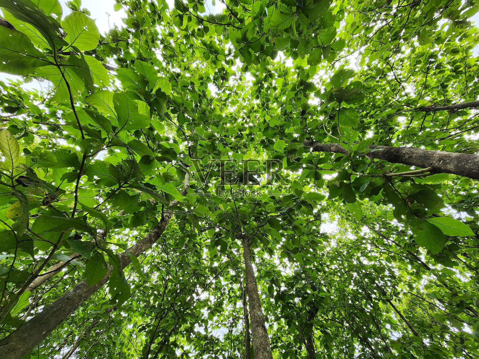 仰望郁郁葱葱的森林树冠照片摄影图片