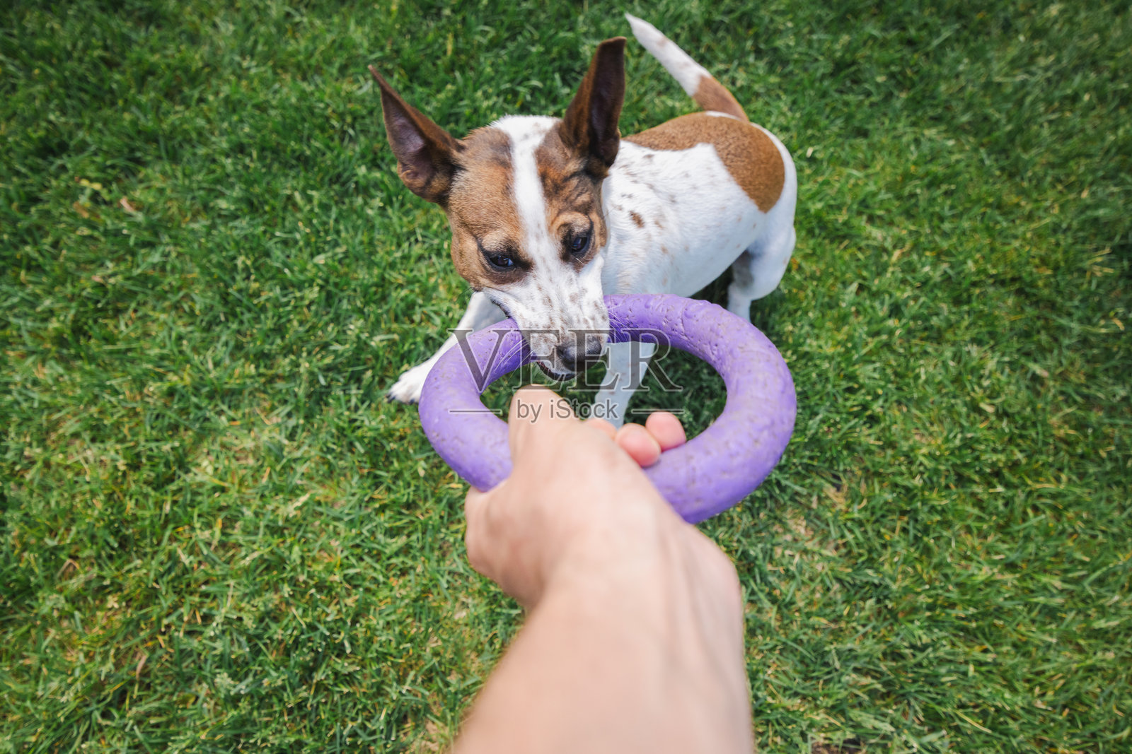 坚定的杰克罗素梗用牙齿紧紧咬住一个紫色环形玩具，正在与主人进行激烈的拔河游戏，背景是一片绿色的草坪。照片摄影图片